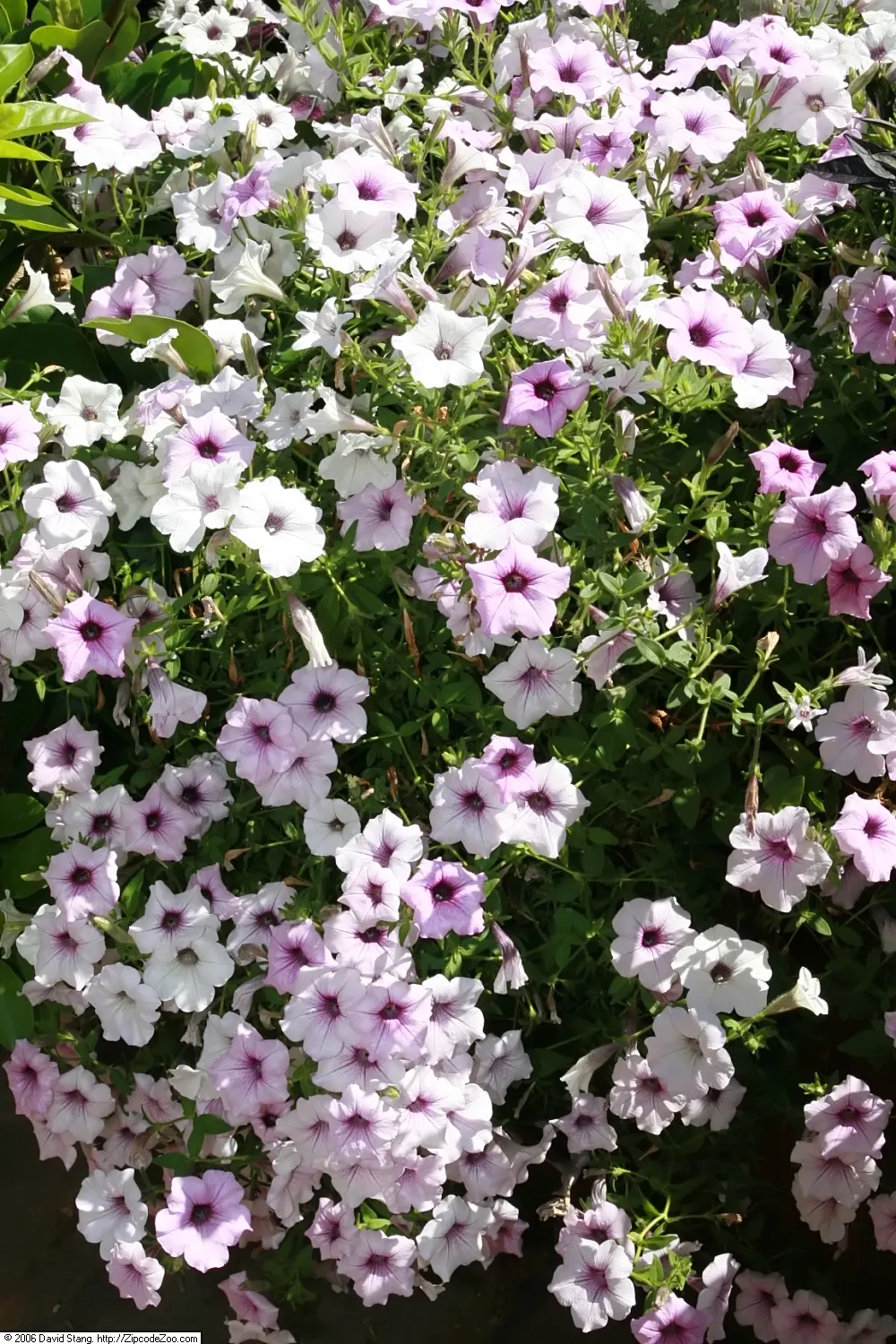 Petunia Tidal Wave Silver (Petunia X Hybrida 'Tidal Wave Silver') — These vigorous growers spread up to 2-3 feet with a mounding height of about 16-22 inches