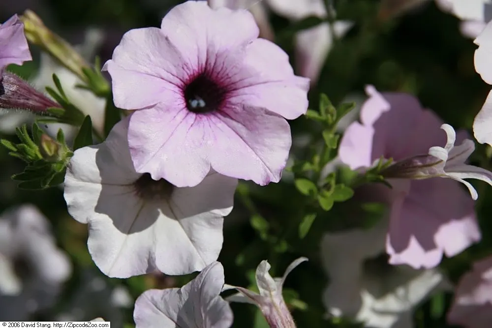 Petunia Tidal Wave Silver (Petunia X Hybrida 'Tidal Wave Silver') — they deliver continuous blooms from spring to frost