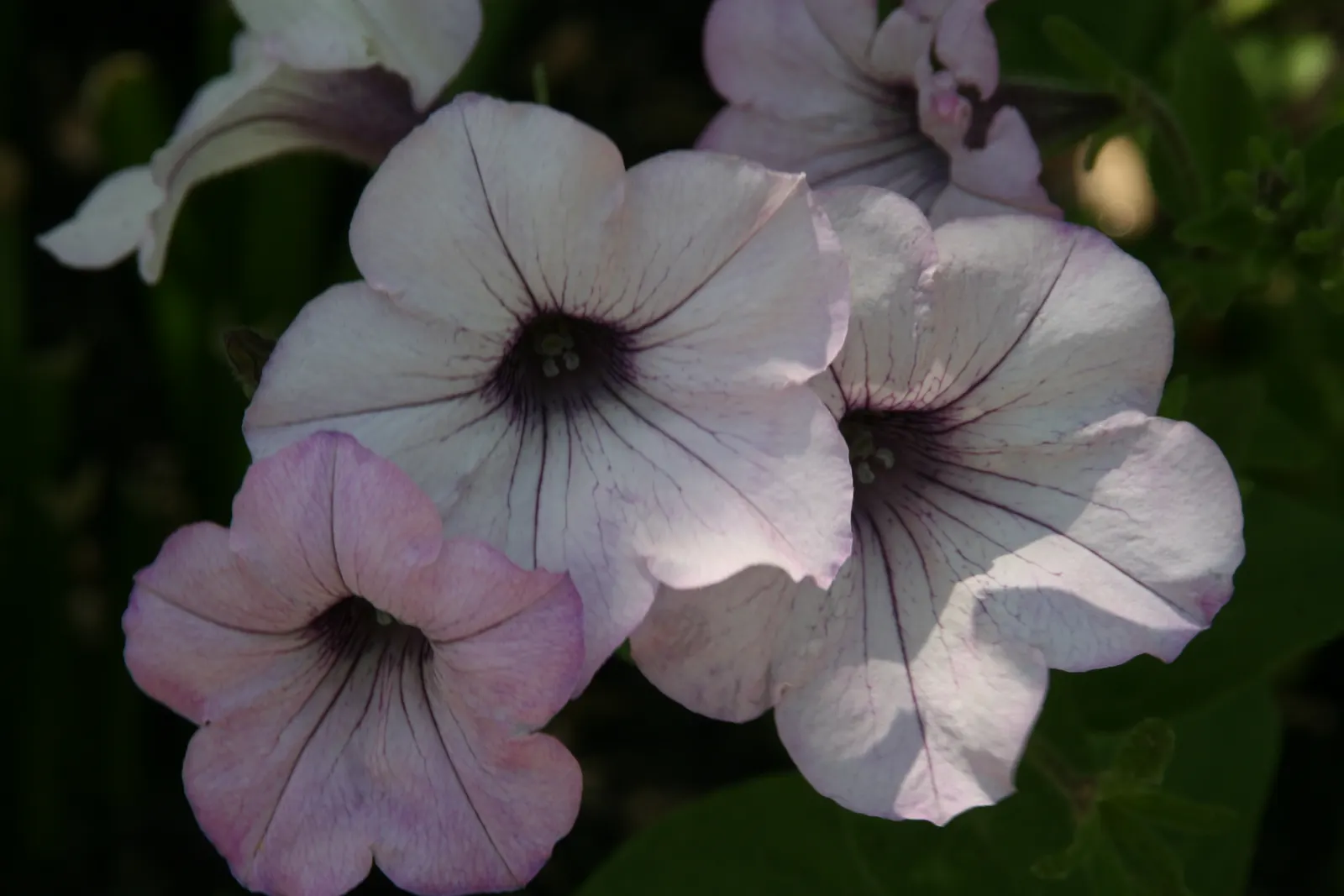 Petunia Tidal Wave Silver (Petunia X Hybrida 'Tidal Wave Silver') — Renowned for its cascading growth habit