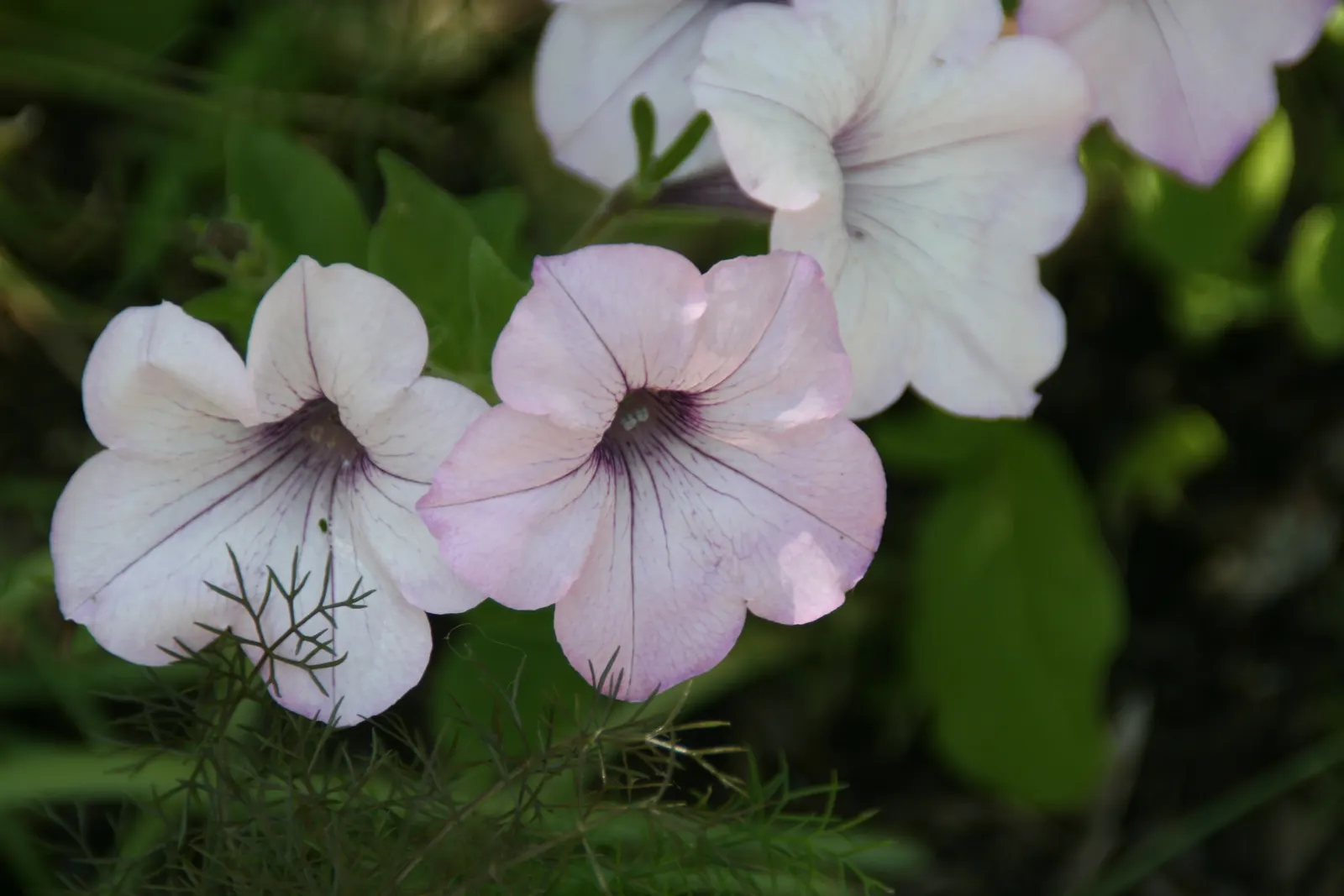 Petunia Tidal Wave Silver (Petunia X Hybrida 'Tidal Wave Silver') — this extraordinary cultivar can serve a dual purpose - as a robust