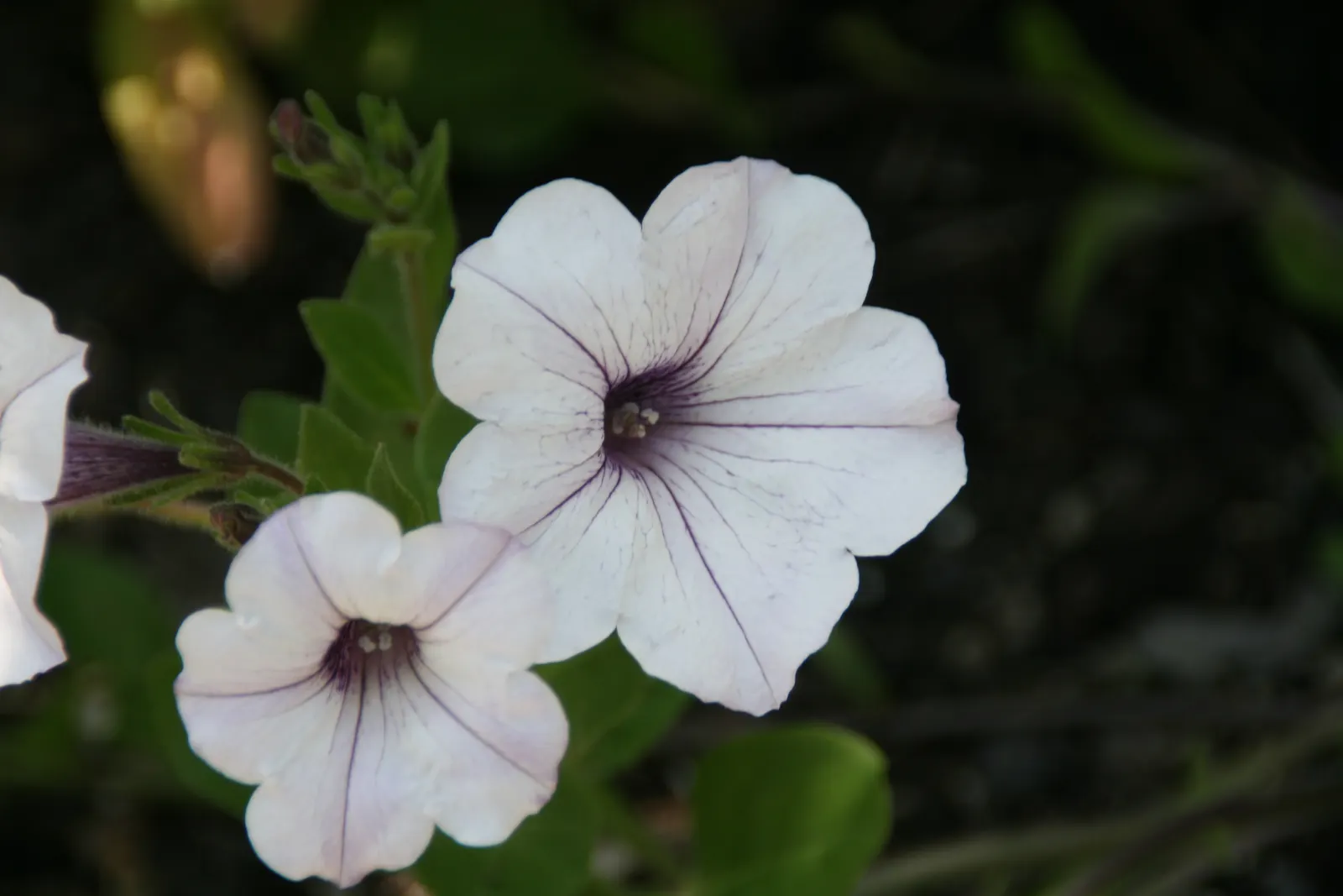 Petunia Tidal Wave Silver (Petunia X Hybrida 'Tidal Wave Silver') — ideal for adding a splash of color to hanging baskets or as a vibrant ground cover
