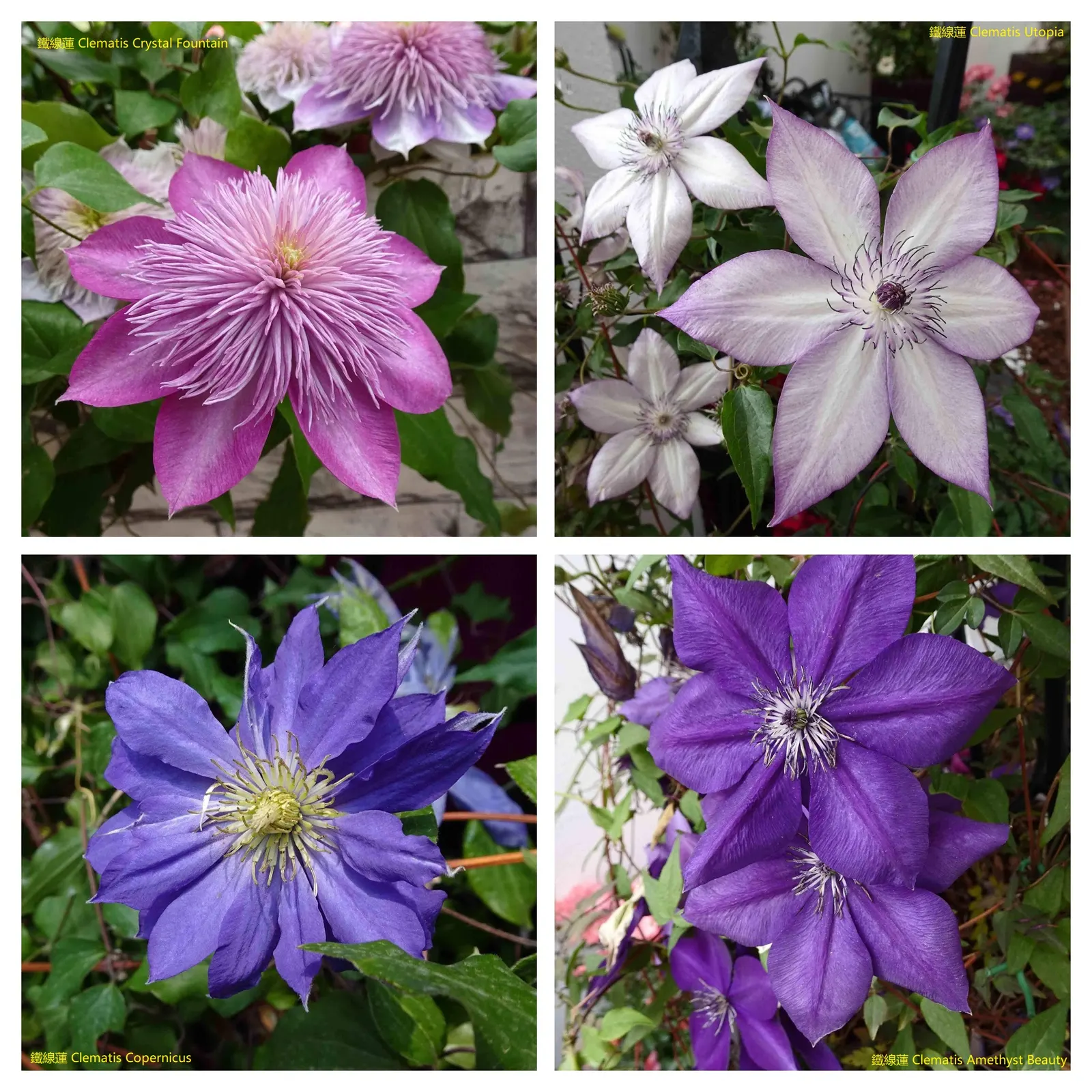 Copernicus Clematis (Clematis 'Copernicus') — The Clematis 'Copernicus' is a stunning climbing perennial