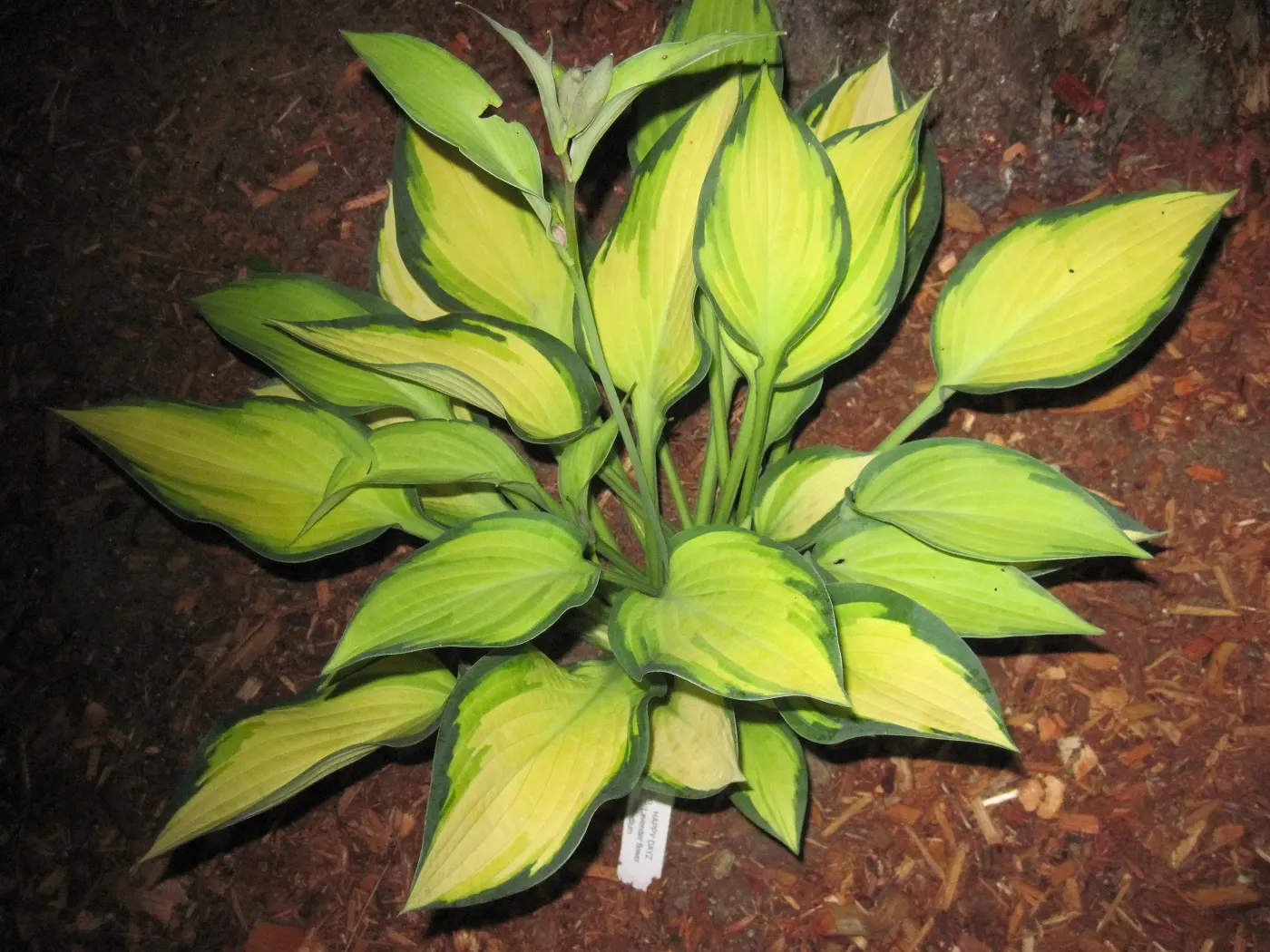 Happy Dayz Hosta (Hosta 'Happy Dayz') — The Hosta 'Happy Dayz' is a robust perennial that thrives in partial to full shade