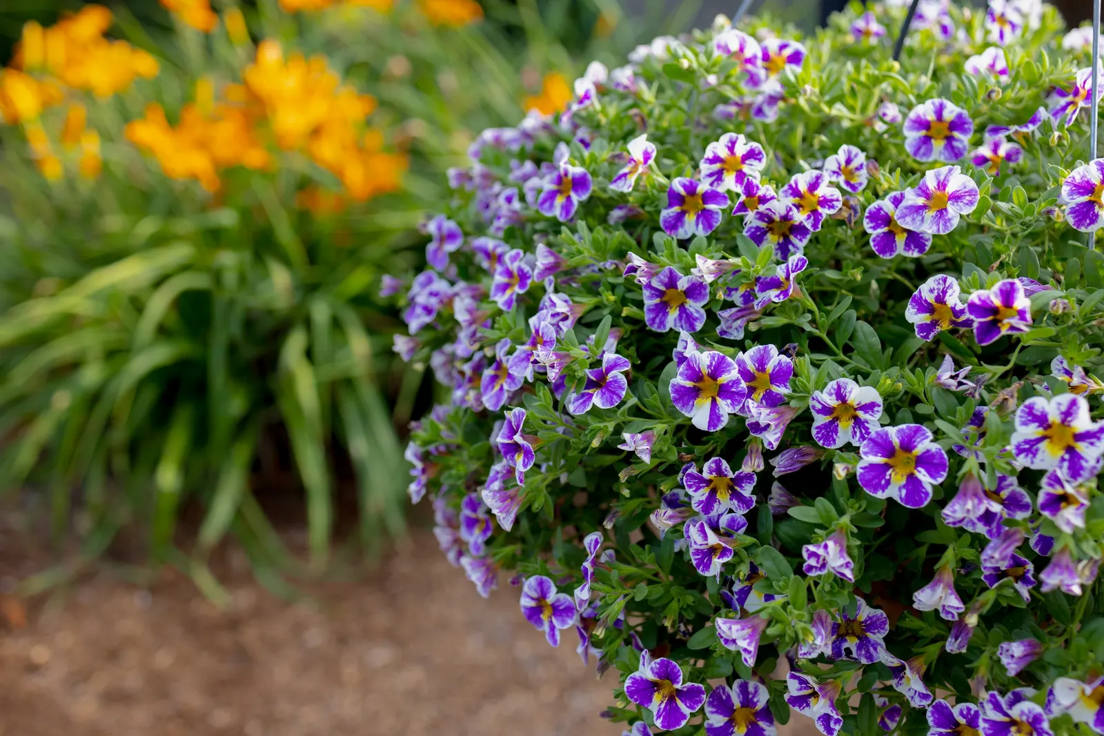 Holy Smokes!® Calibrachoa — commonly referred to as Holy Smokes!® Calibrachoa