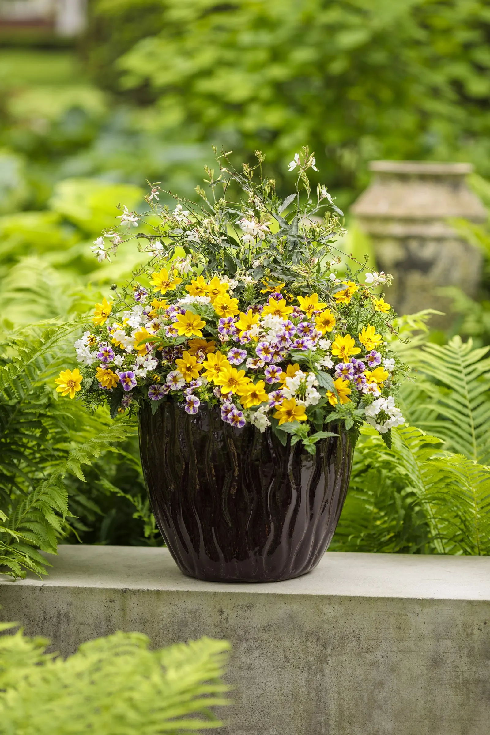 Holy Smokes!® Calibrachoa — It grows 6-12 inches tall and trails 12-24 inches wide