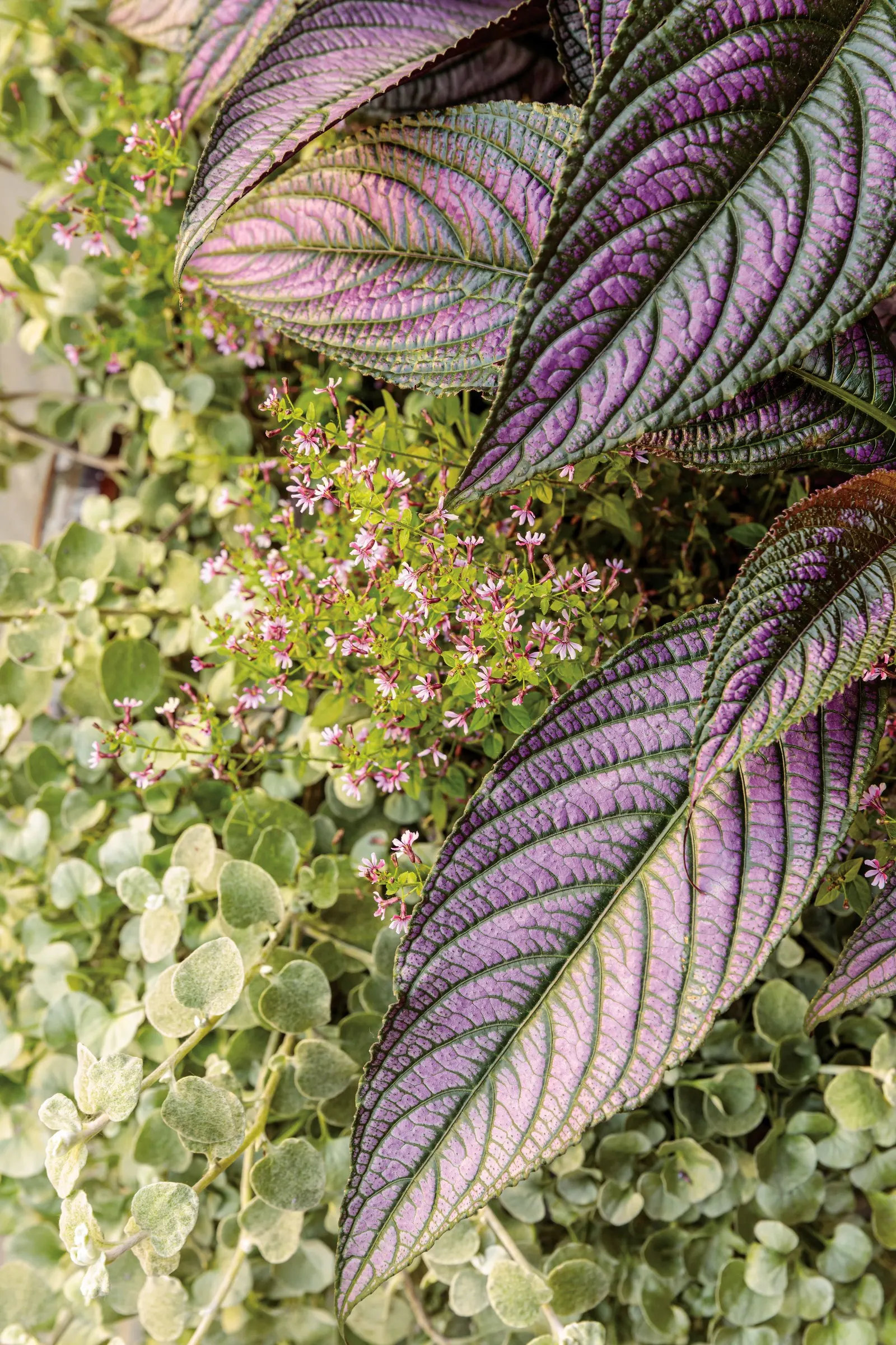 Holy Smokes!® Calibrachoa — Plant in part sun to sun with well-drained soil and average water