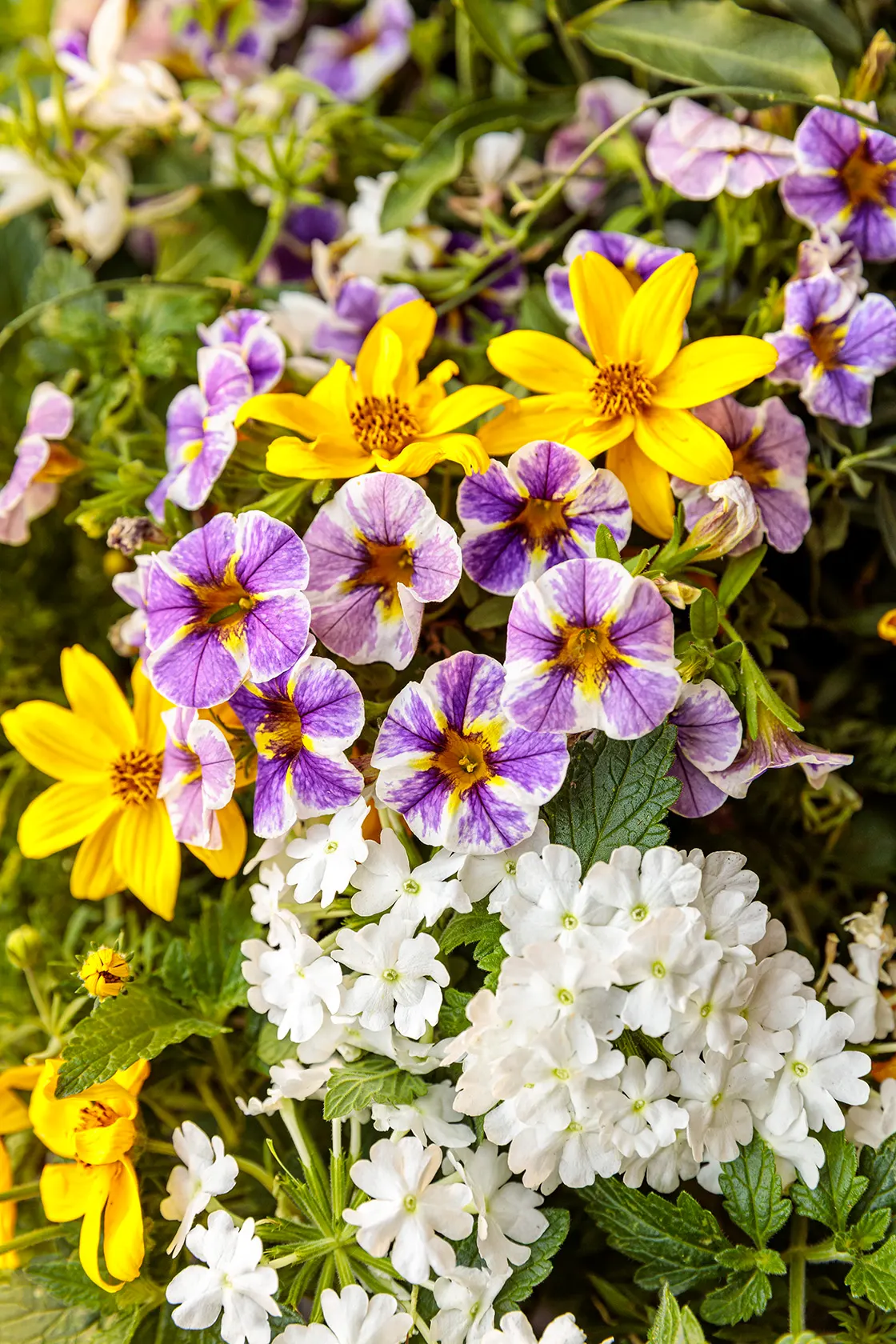 Holy Smokes!® Calibrachoa — petunia-like flowers from planting time to hard frost