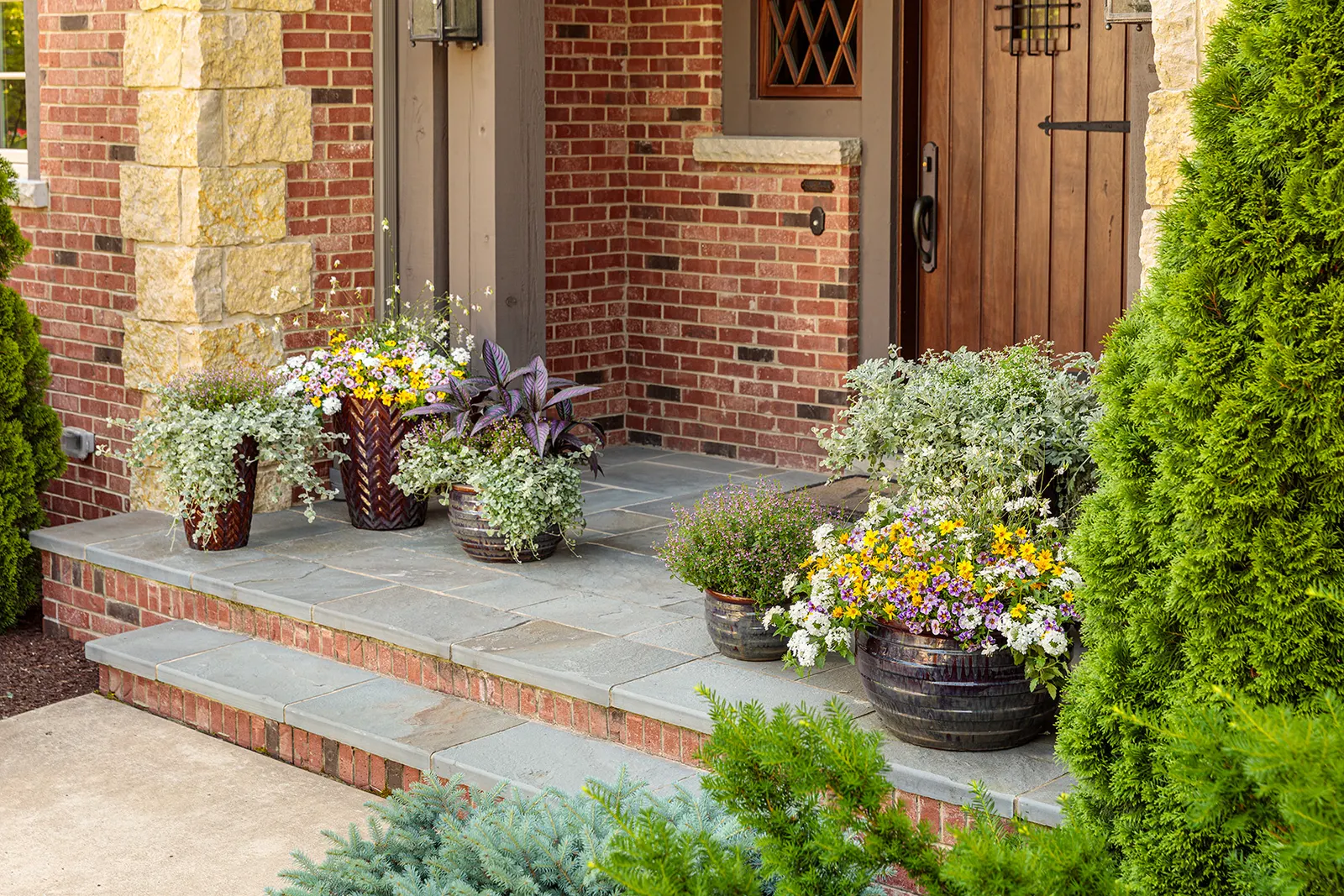 Holy Smokes!® Calibrachoa — Each bloom is washed in soft yellow and splashed with blue-purple