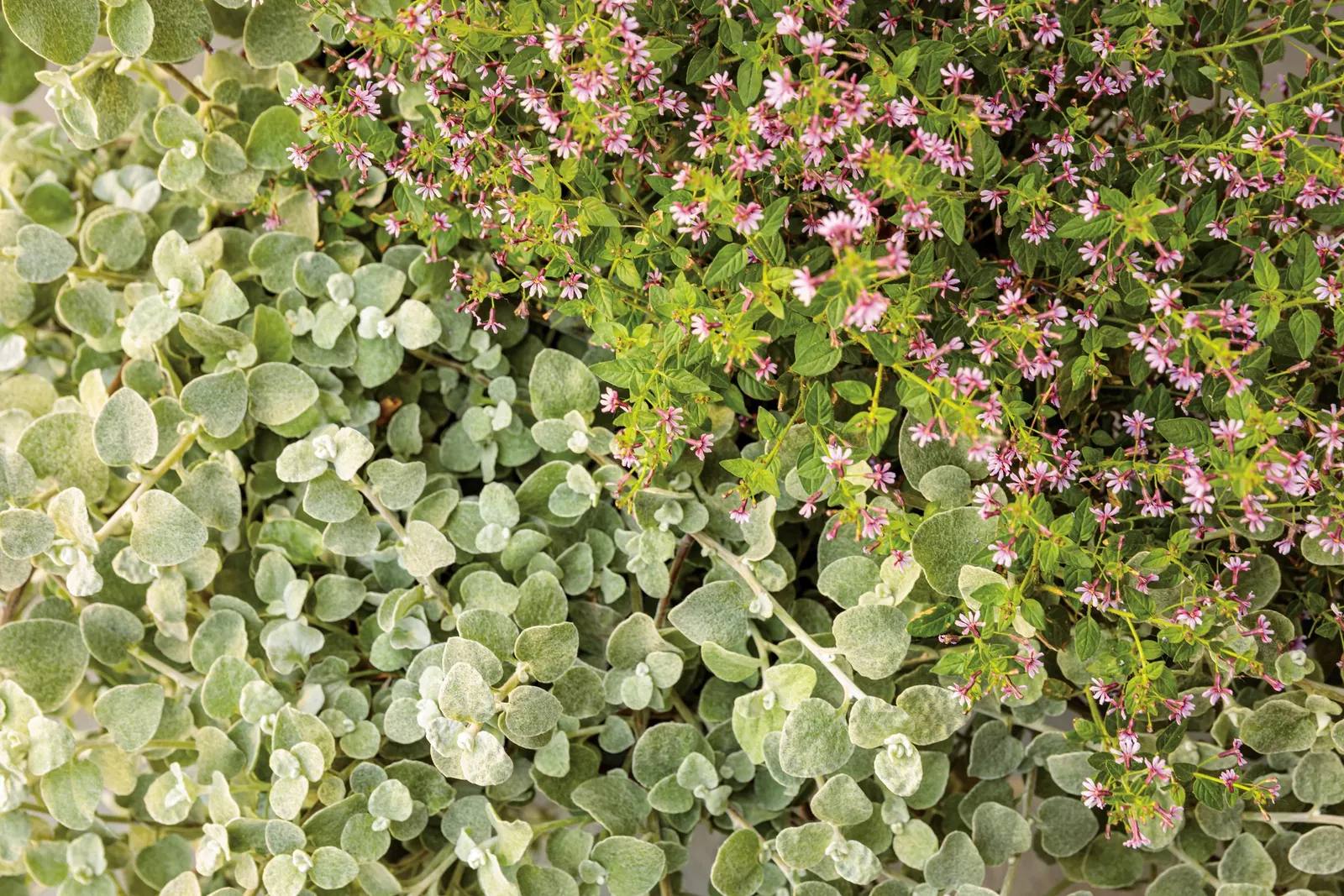 Holy Smokes!® Calibrachoa — letting containers dry slightly between waterings