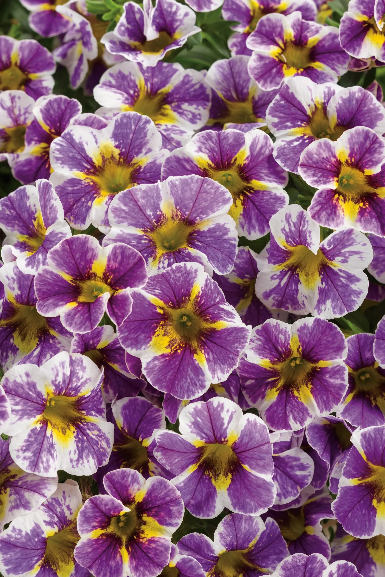 Holy Smokes!® Calibrachoa — Holy Smokes!® Calibrachoa typically reaches 6 to 12 inches tall and spreads 12 to 24 inches wide