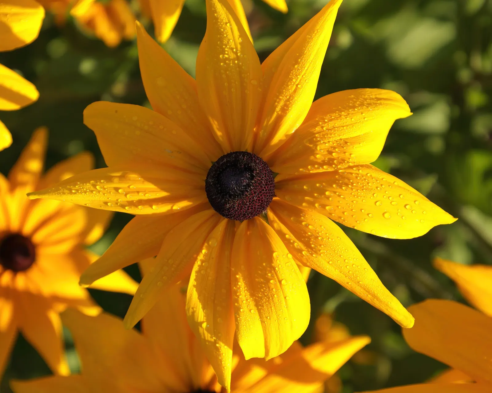 Indian Summer Gloriosa Daisy (Rudbeckia Hirta 'Indian Summer') — Perfect for borders and cut flower gardens