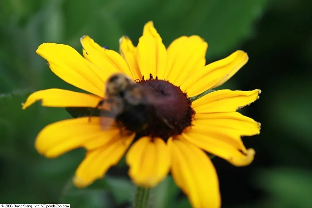Indian Summer Gloriosa Daisy (Rudbeckia Hirta 'Indian Summer') — golden-yellow blooms with a distinct dark brown center