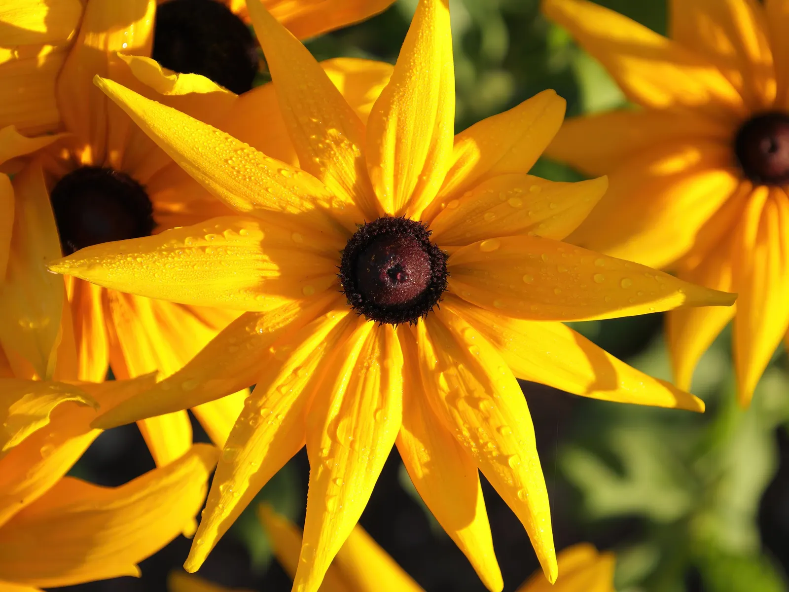 Indian Summer Gloriosa Daisy (Rudbeckia Hirta 'Indian Summer') — Growing 24-36 inches tall with a spread of 18-24 inches, its vibrant blossoms span up to 9