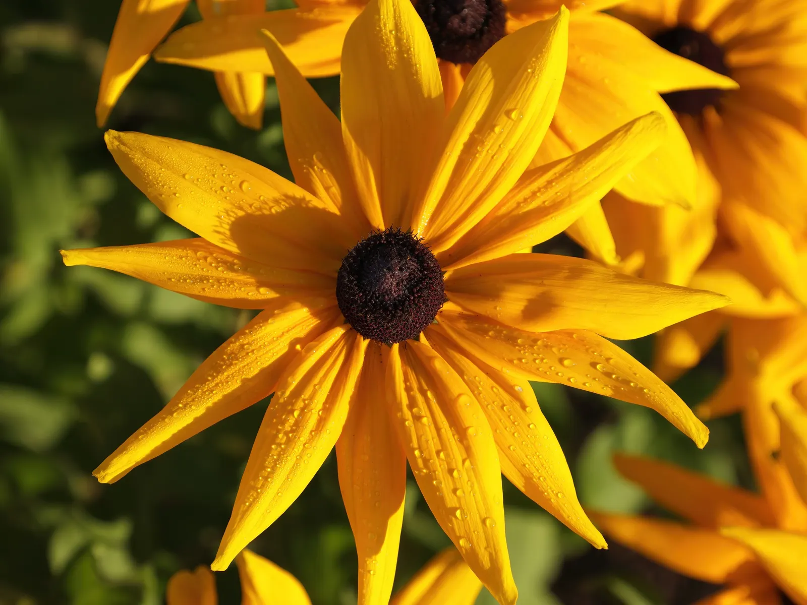 Indian Summer Gloriosa Daisy (Rudbeckia Hirta 'Indian Summer') — zones 3-7, this hardy plant thrives in full sun and well-drained soil, blooming from early