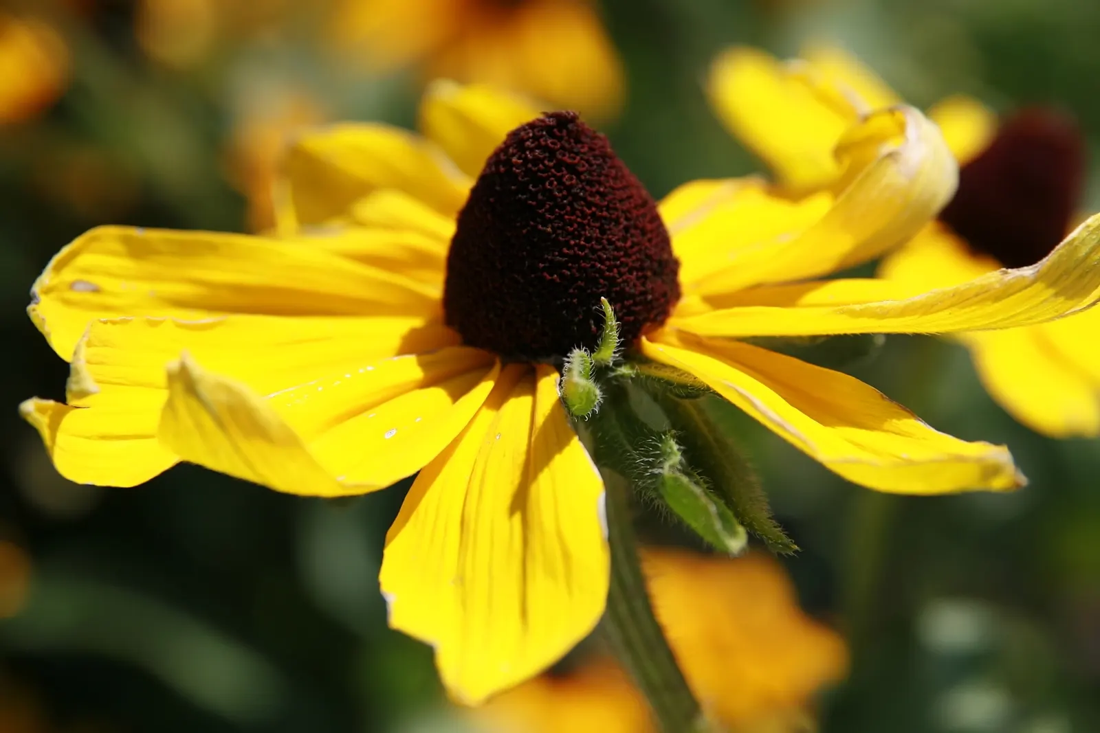 Indian Summer Gloriosa Daisy (Rudbeckia Hirta 'Indian Summer') — golden-yellow blooms that can reach an impressive 6 to 9 inches in diameter