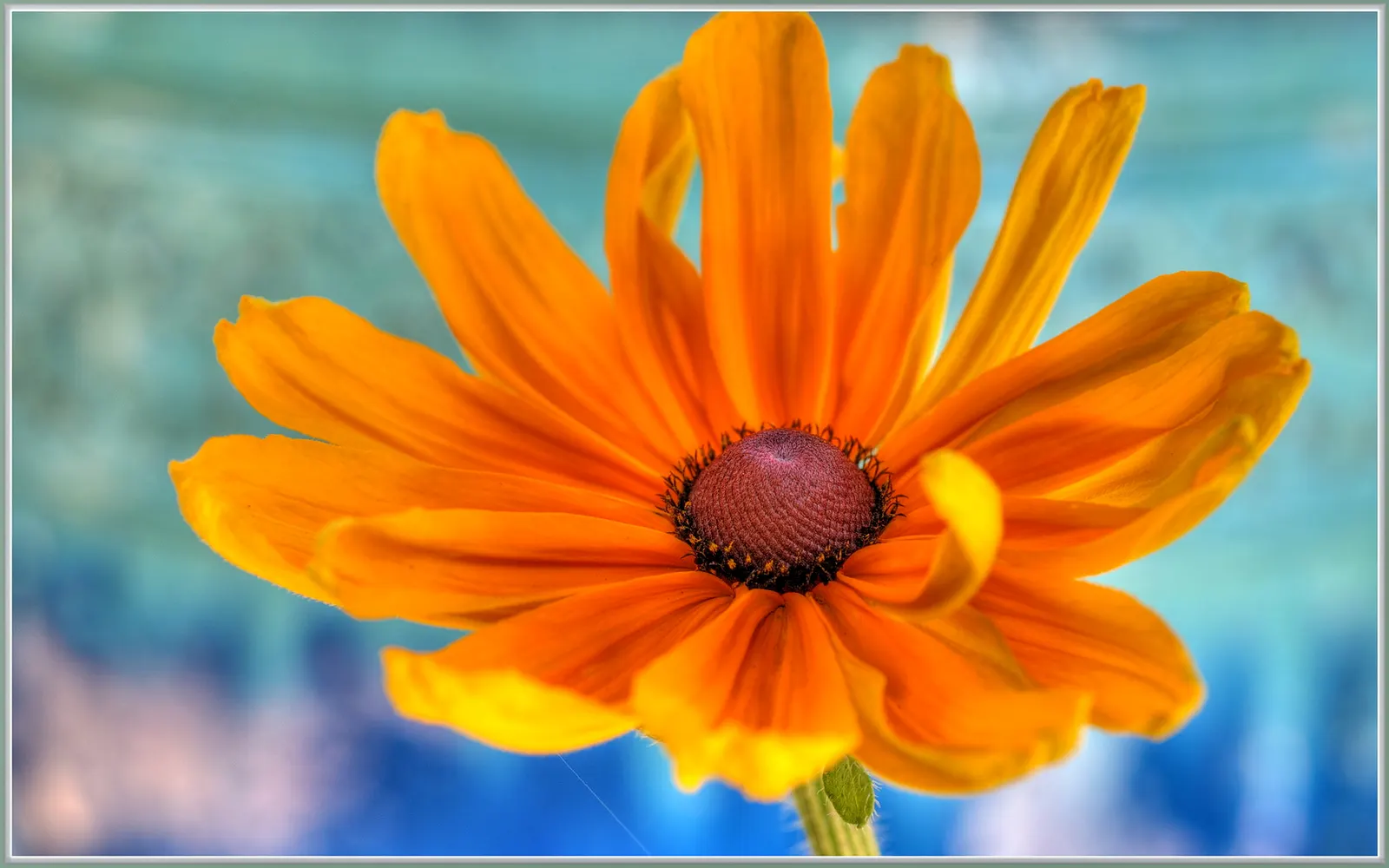 Indian Summer Gloriosa Daisy (Rudbeckia Hirta 'Indian Summer') — is a striking perennial that serves as a vibrant staple in any landscape design