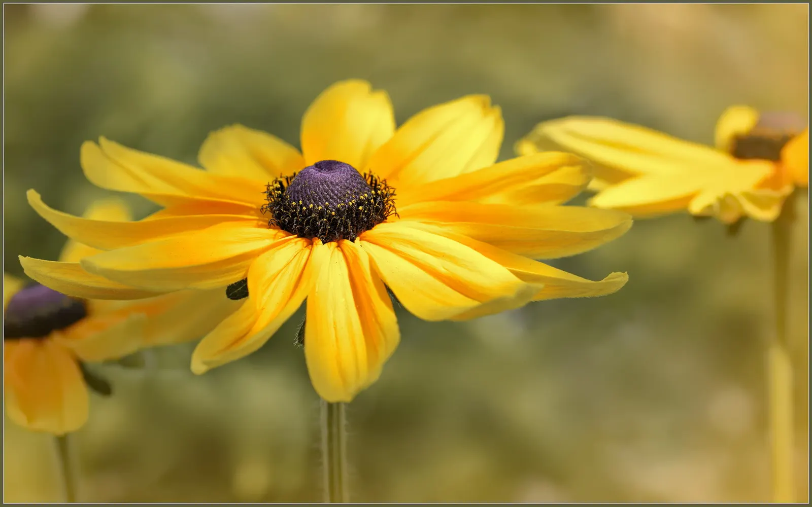 Indian Summer Gloriosa Daisy (Rudbeckia Hirta 'Indian Summer') — commonly referred to as the Indian Summer Gloriosa Daisy