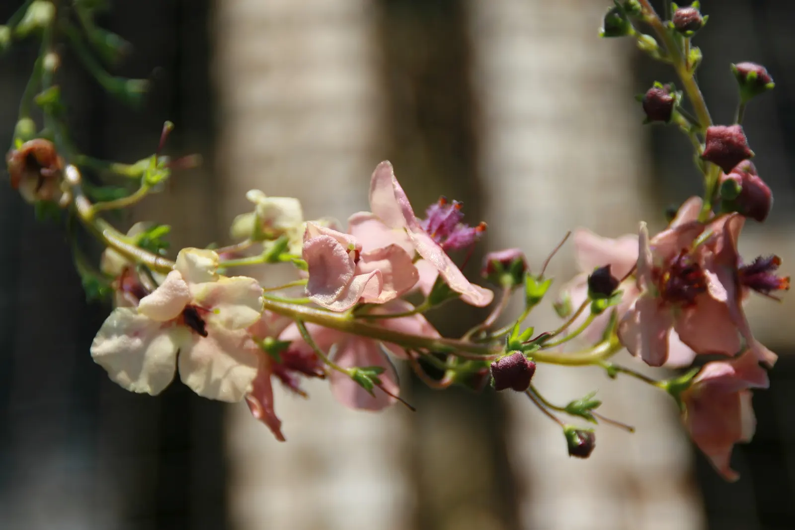 Southern Charm Mullein (Verbascum 'Southern Charm') — Prefers well-drained soil