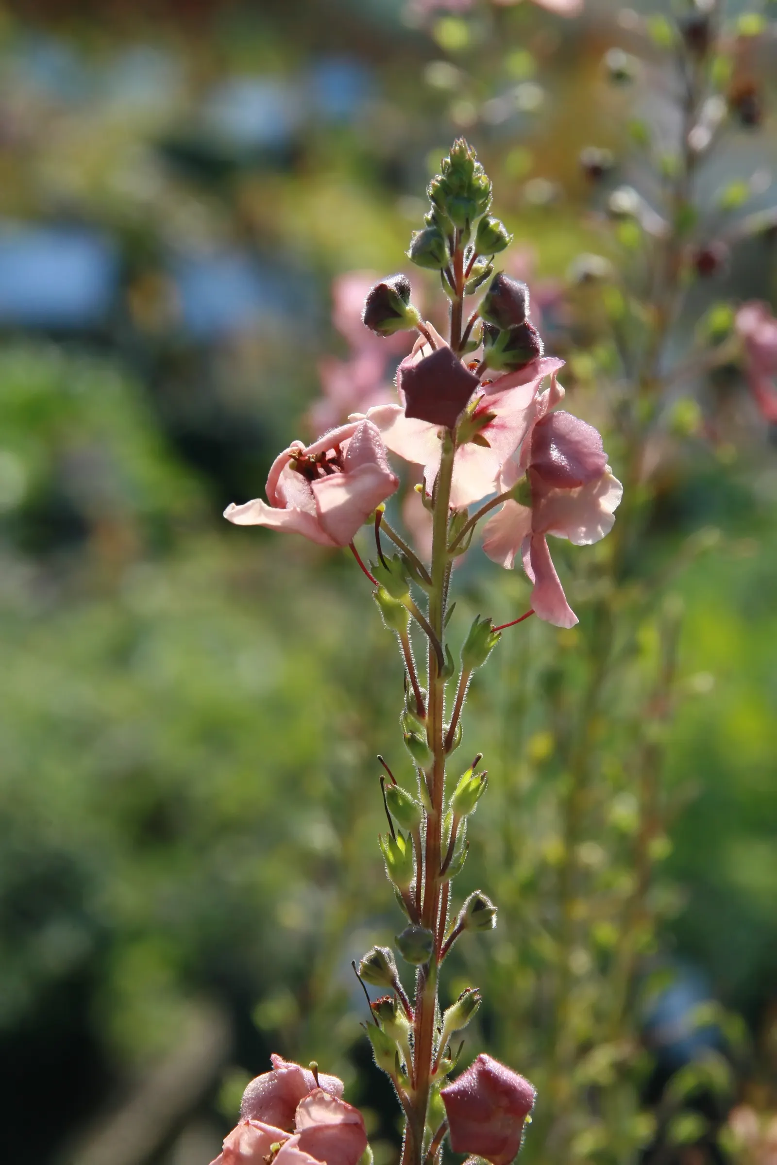 Southern Charm Mullein (Verbascum 'Southern Charm') — Drought-tolerant, it thrives in full sun in zones 5-9