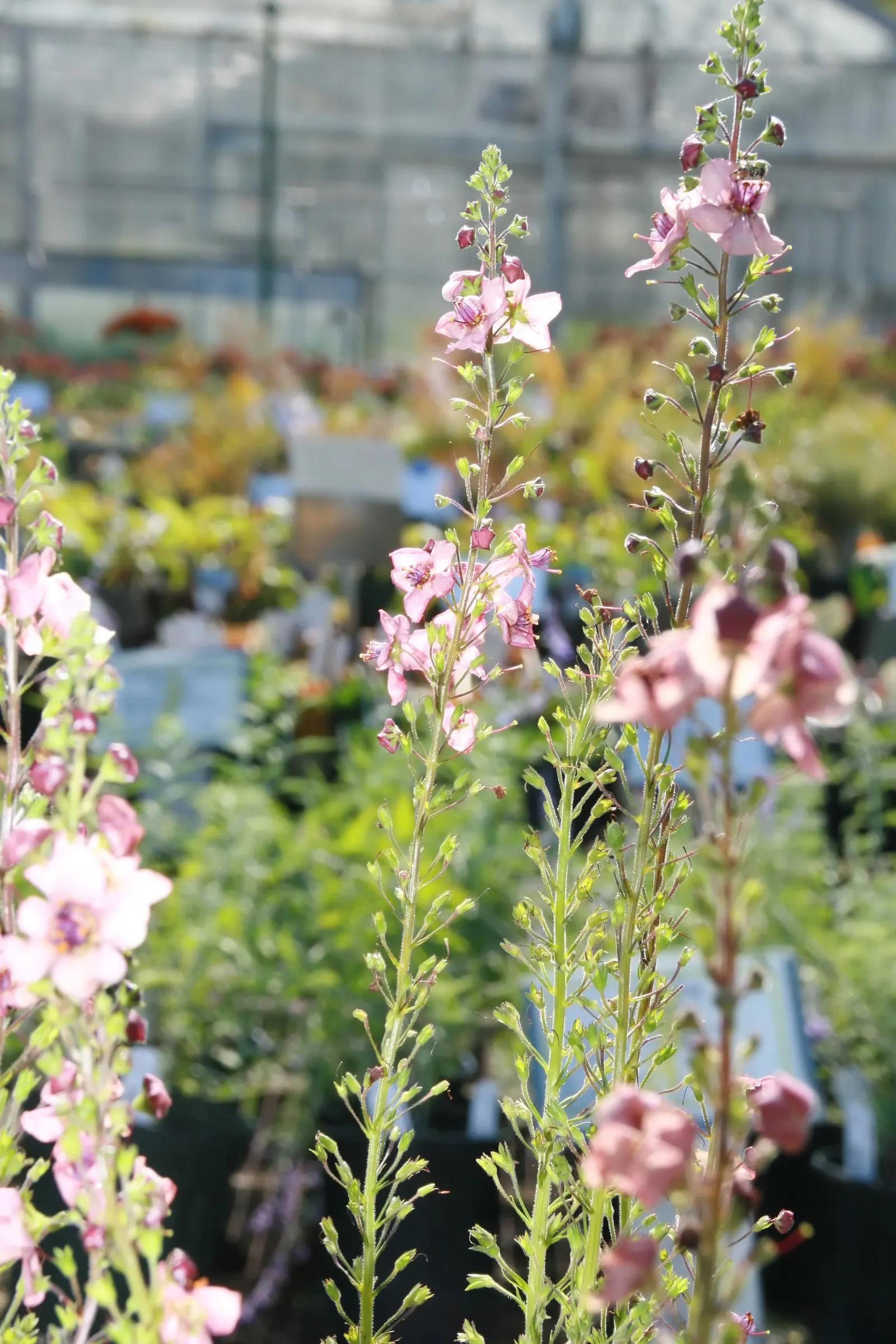 Southern Charm Mullein (Verbascum 'Southern Charm') — Stately spires attract butterflies, adding a delicate grace to borders or gravel gardens