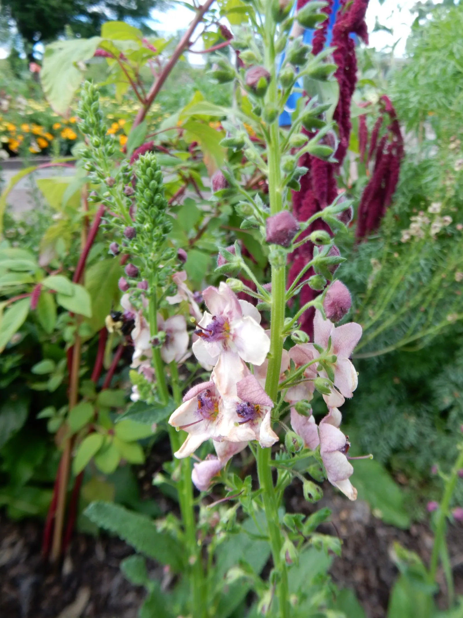 Southern Charm Mullein (Verbascum 'Southern Charm') — The Verbascum 'Southern Charm' is a perennial with a vertical habit