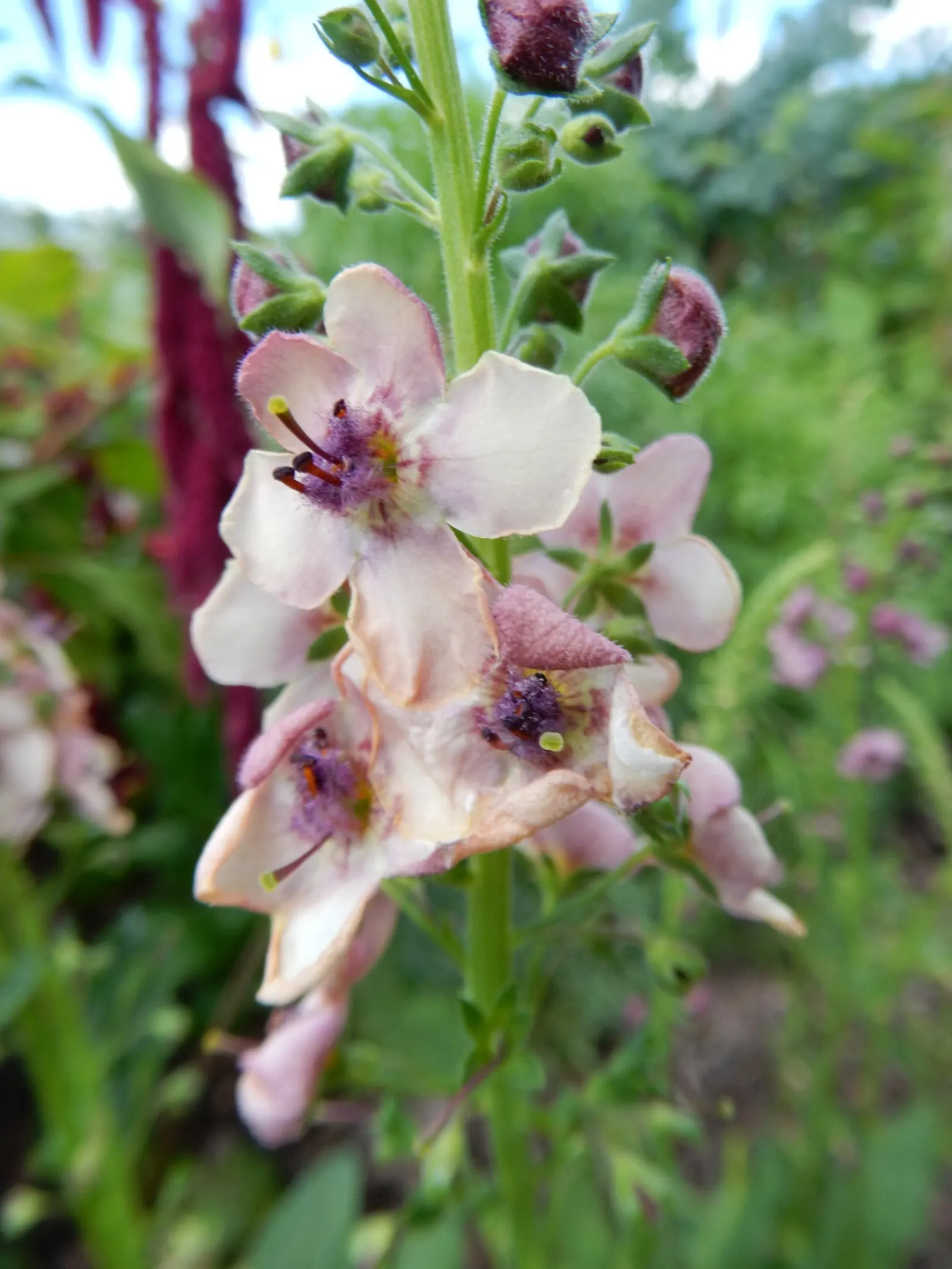 Southern Charm Mullein (Verbascum 'Southern Charm') — Its pastel blooms in shades of cream, peach, and lavender flower from May to July