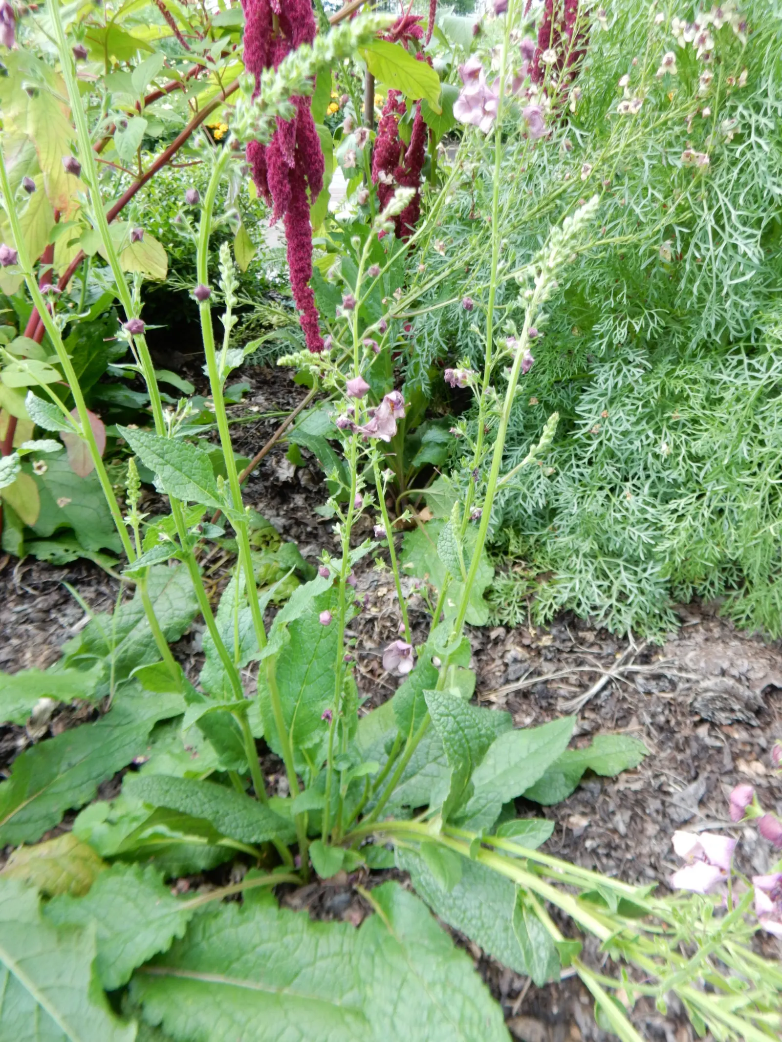 Southern Charm Mullein (Verbascum 'Southern Charm') — reaching 24-30 inches tall and spreading up to 12-18 inches wide