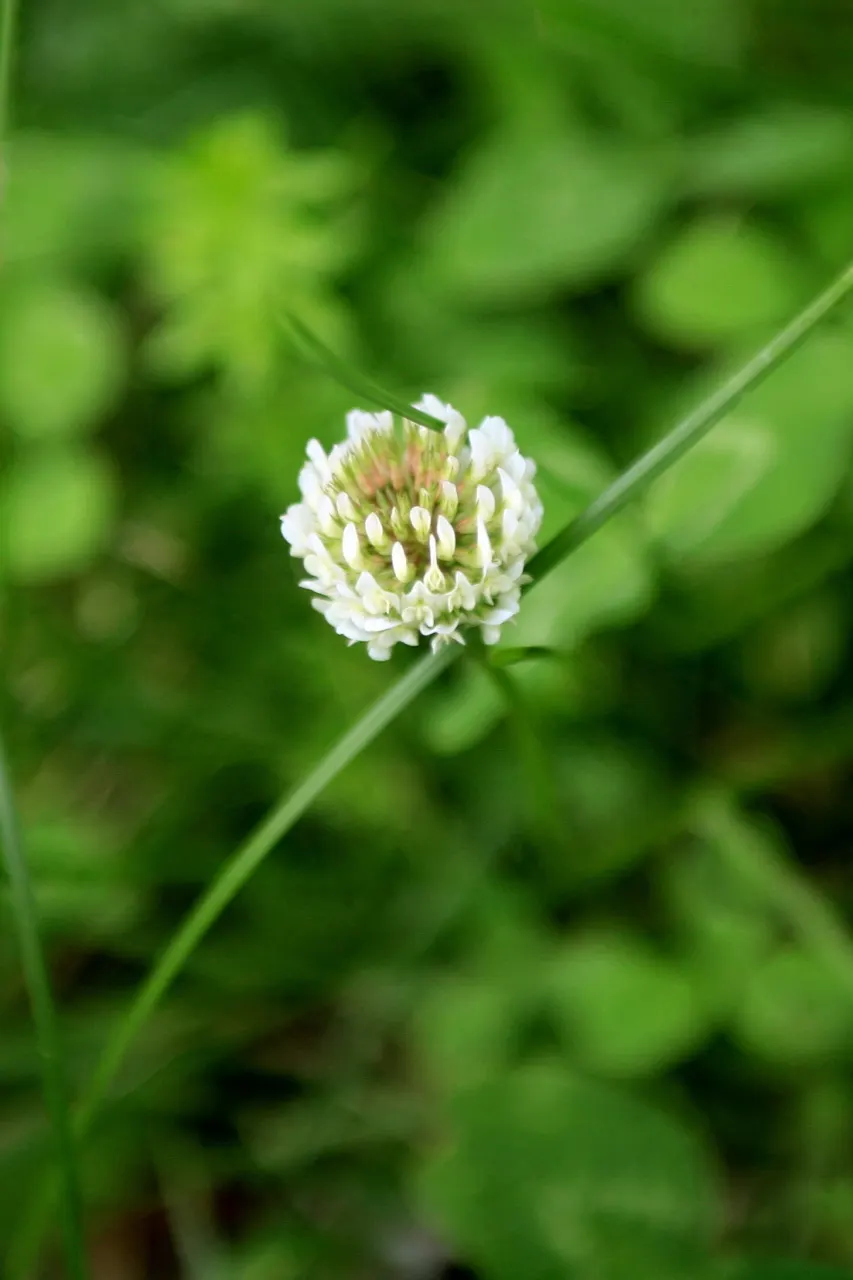 Native Mow Free Sod (Agrostis hybrid) — displaying a fine texture and a deep