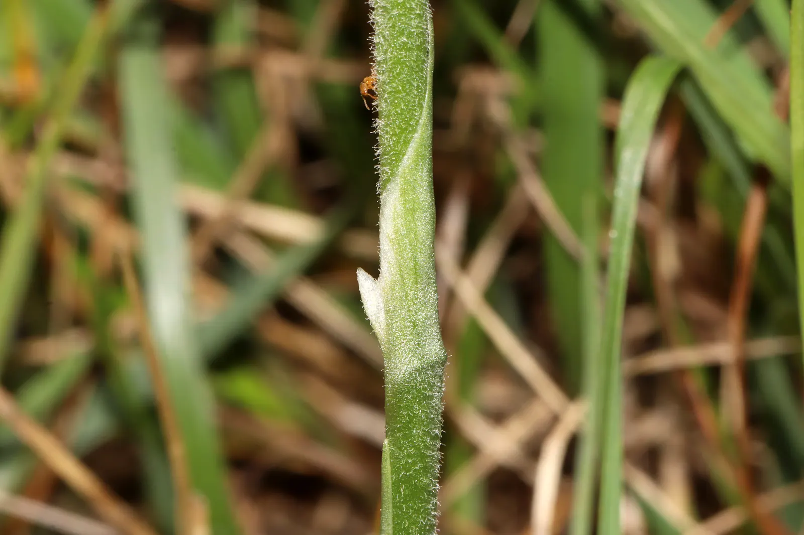Native Mow Free Sod (Agrostis hybrid) — Adapted to thrive in a range of climates