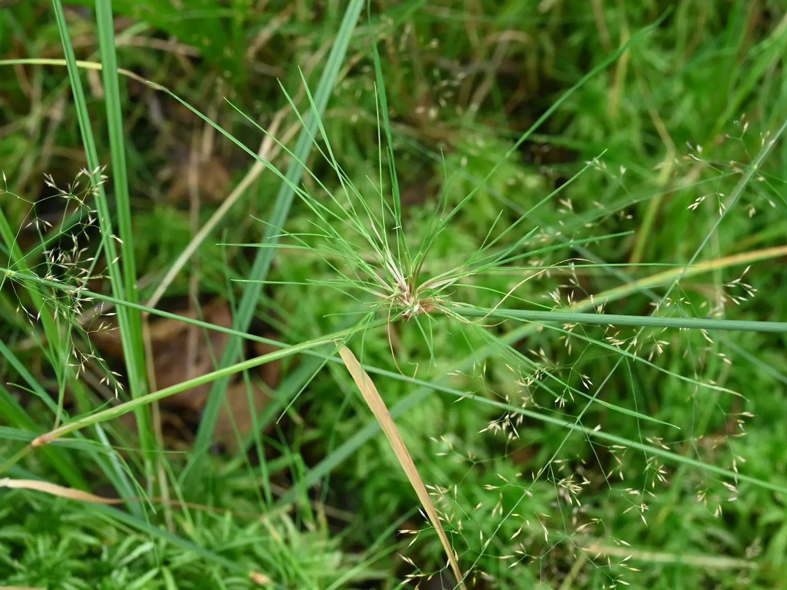 Native Mow Free Sod (Agrostis hybrid) — grass for full or half; while mowing is not a requirement, trimming once or twice per year can help maintain a