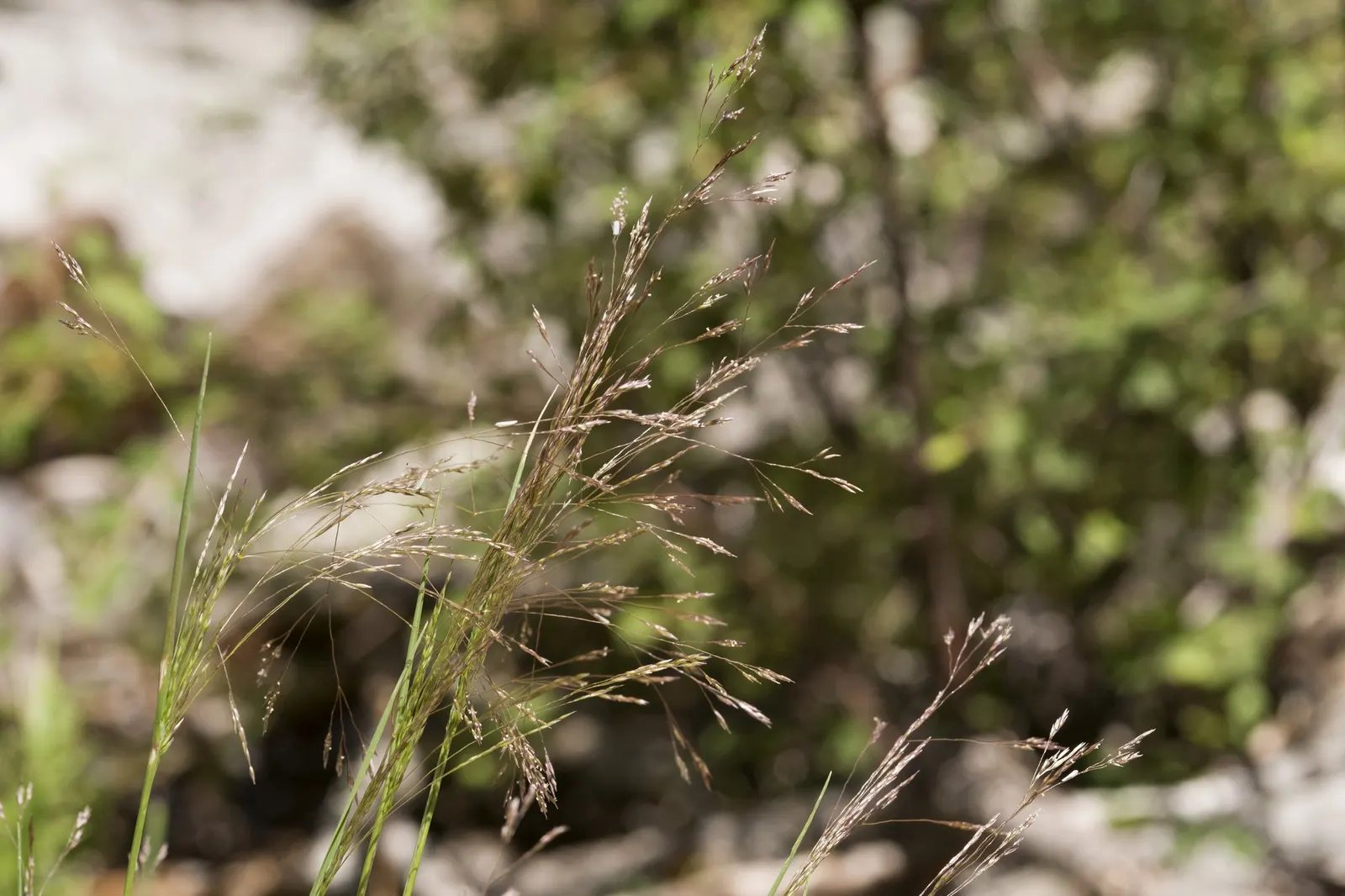 Native Mow Free Sod (Agrostis hybrid) — ideal for Pacific climates and spanning zones 4-10; rich green blades create a dense