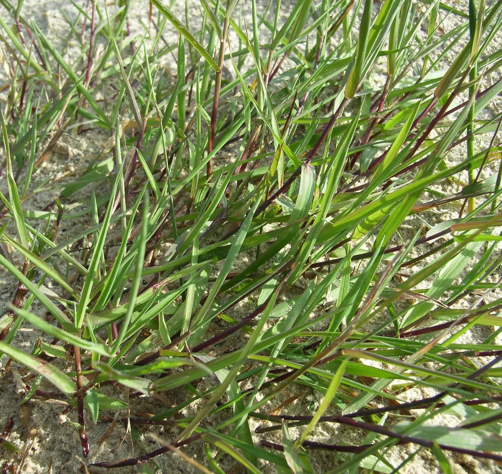 Native Mow Free Sod (Agrostis hybrid) — Adapted to thrive in a range of climates; native Mow Free&trade; Sod is an exceptional choice