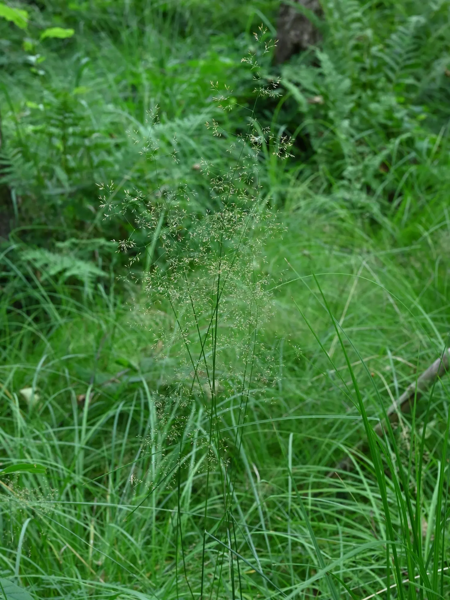 Native Mow Free Sod (Agrostis hybrid) — While mowing is not a requirement, trimming once or twice per year can help maintain a manicured appearance; adapted to