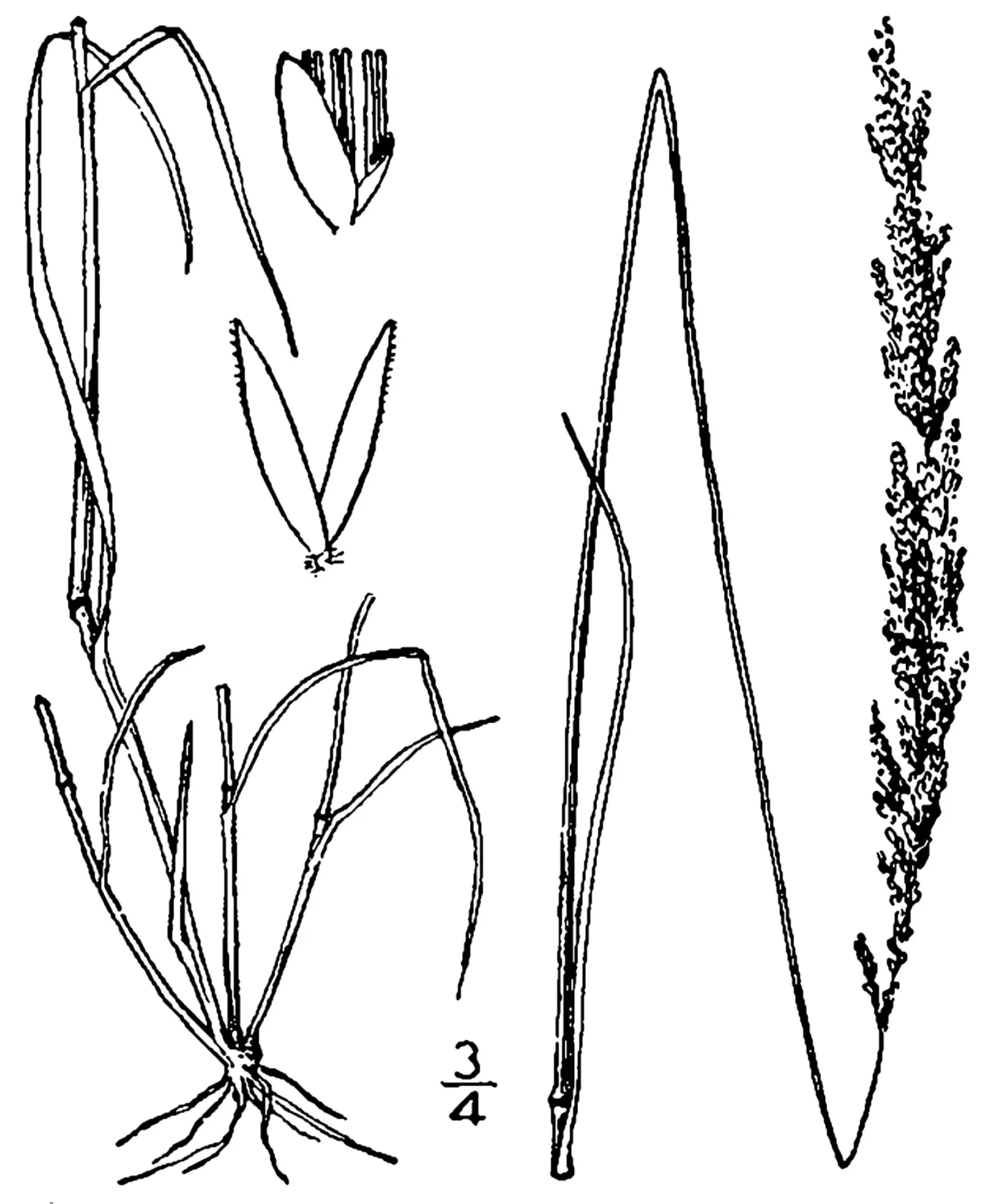 Native Mow Free Sod (Agrostis hybrid) — Adapted to thrive in partial shade to full sun, it requires minimal mowing, conserving both time and resources; native