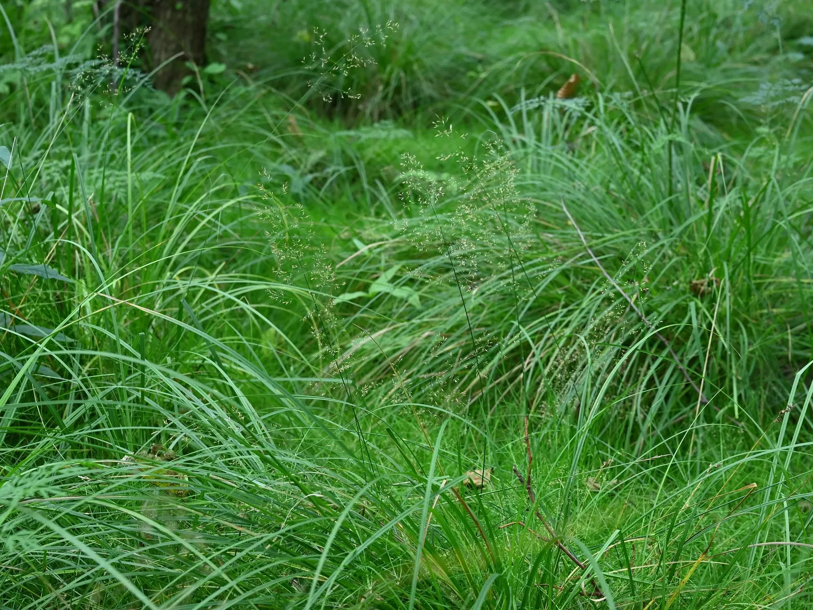 Native Mow Free Sod (Agrostis hybrid) — The deep rooting system also makes Native Mow Free&trade; highly resistant to foot traffic and pests; grass for full or