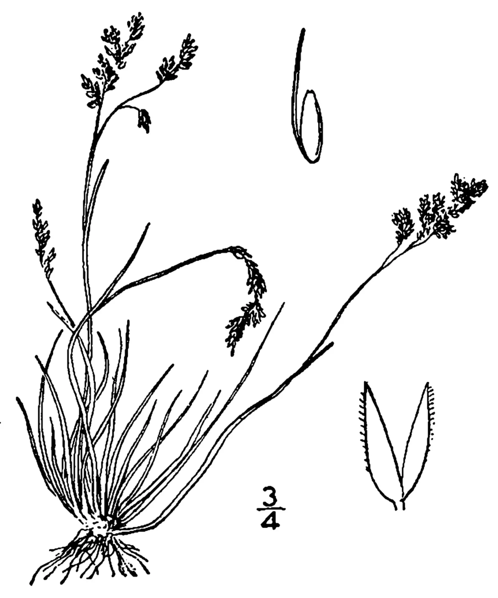 Native Mow Free Sod (Agrostis hybrid) — it exhibits drought-tolerance once established; native Mow Free‚Ñ¢ Sod, composed of fine fescues, offers a sustainable