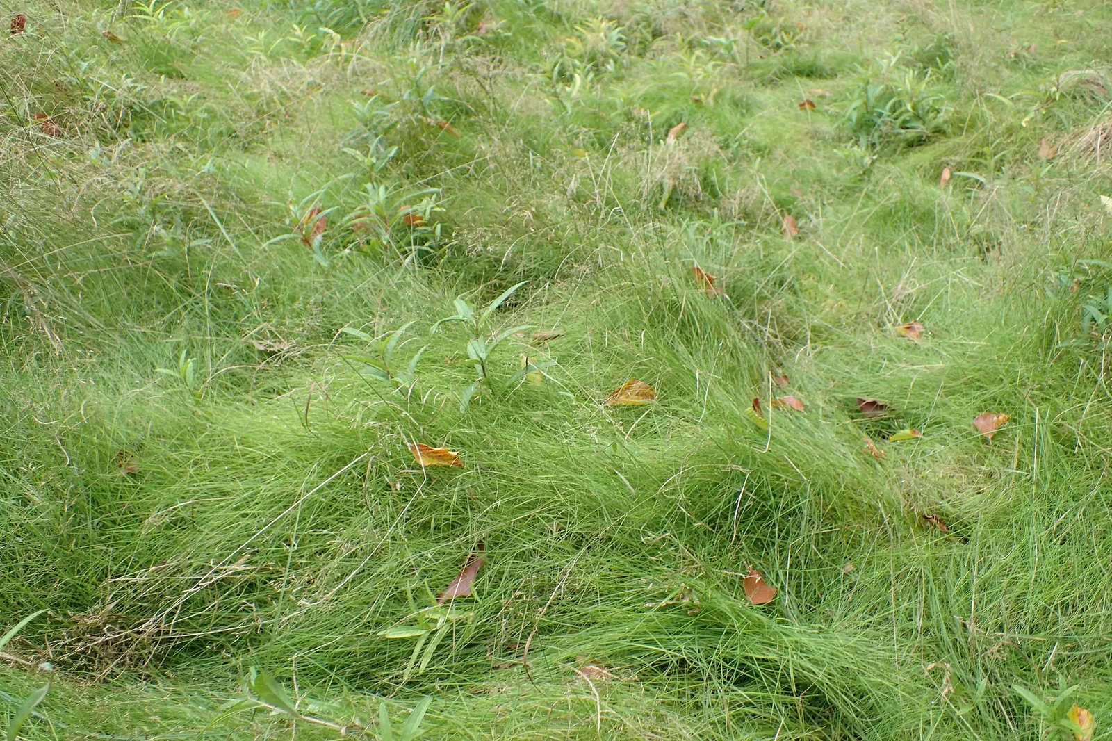 Native Mow Free Sod (Agrostis hybrid) — reducing the need for frequent watering; a proprietary blend of fine fescues