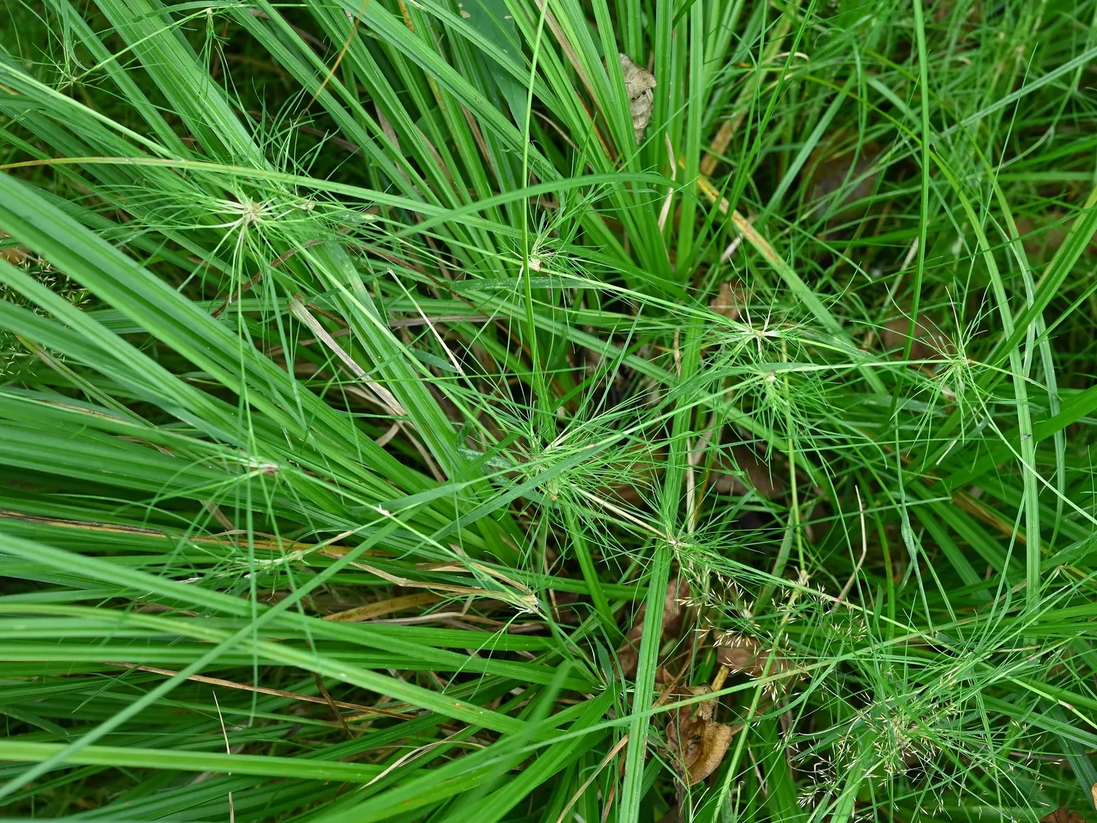 Native Mow Free Sod (Agrostis hybrid) — verdant hue that can enhance the aesthetic appeal of the garden design; it exhibits drought-tolerance once established