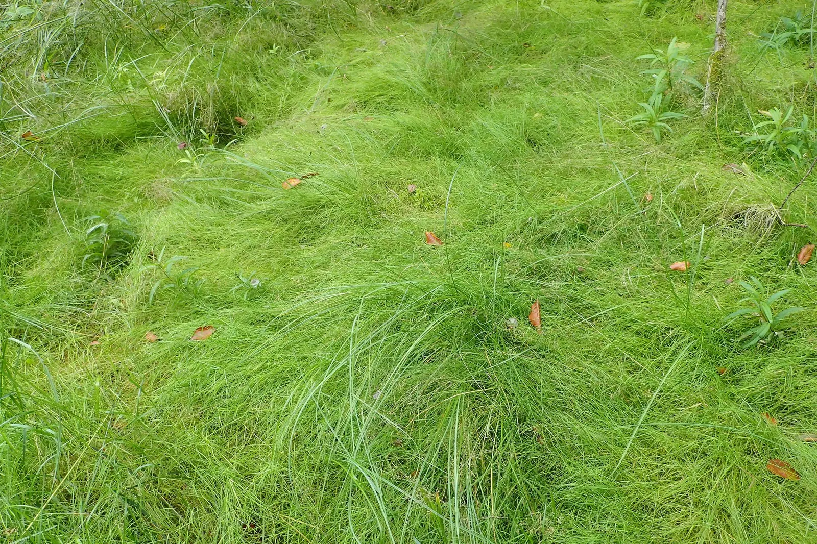 Native Mow Free Sod (Agrostis hybrid) — Native Mow Free‚Ñ¢ Sod, composed of fine fescues, offers a sustainable, low-maintenance turf alternative, image 35