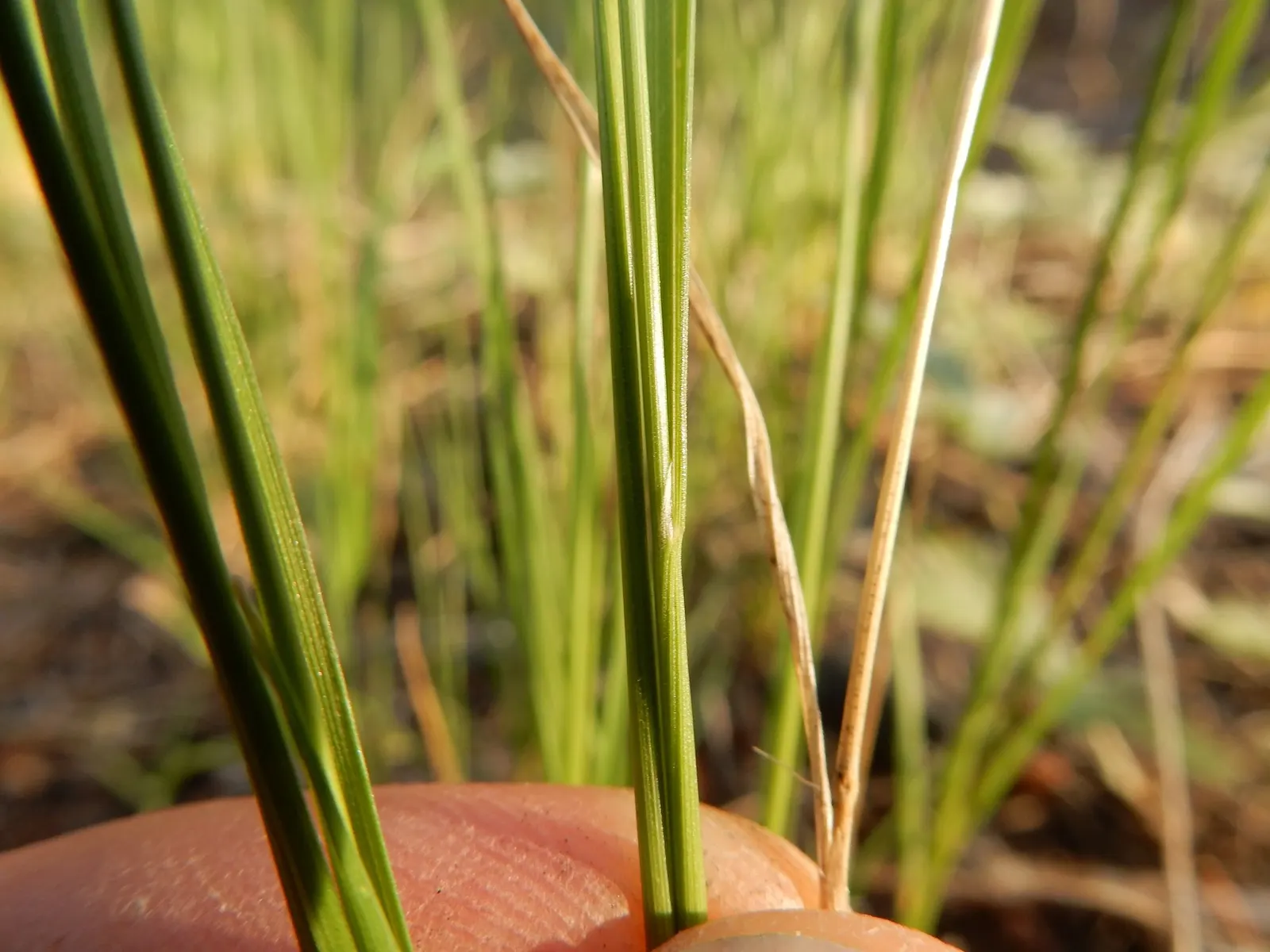 Native Mow Free Sod (Agrostis hybrid) — Native Mow Free&trade; Sod is an exceptional choice; native Mow Free&trade; Sod
