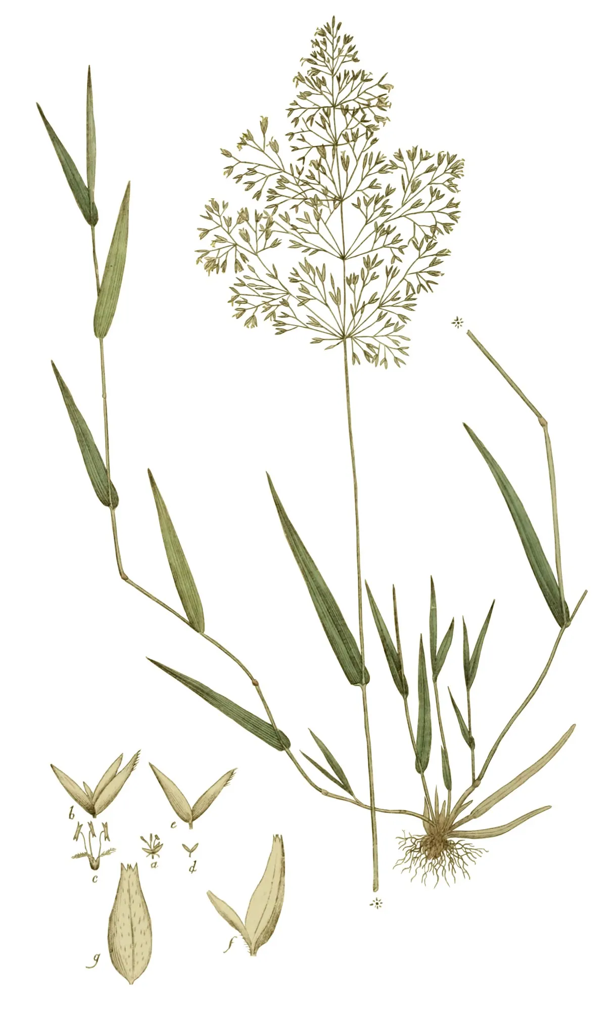 Native Mow Free Sod (Agrostis hybrid) — grass for full or half