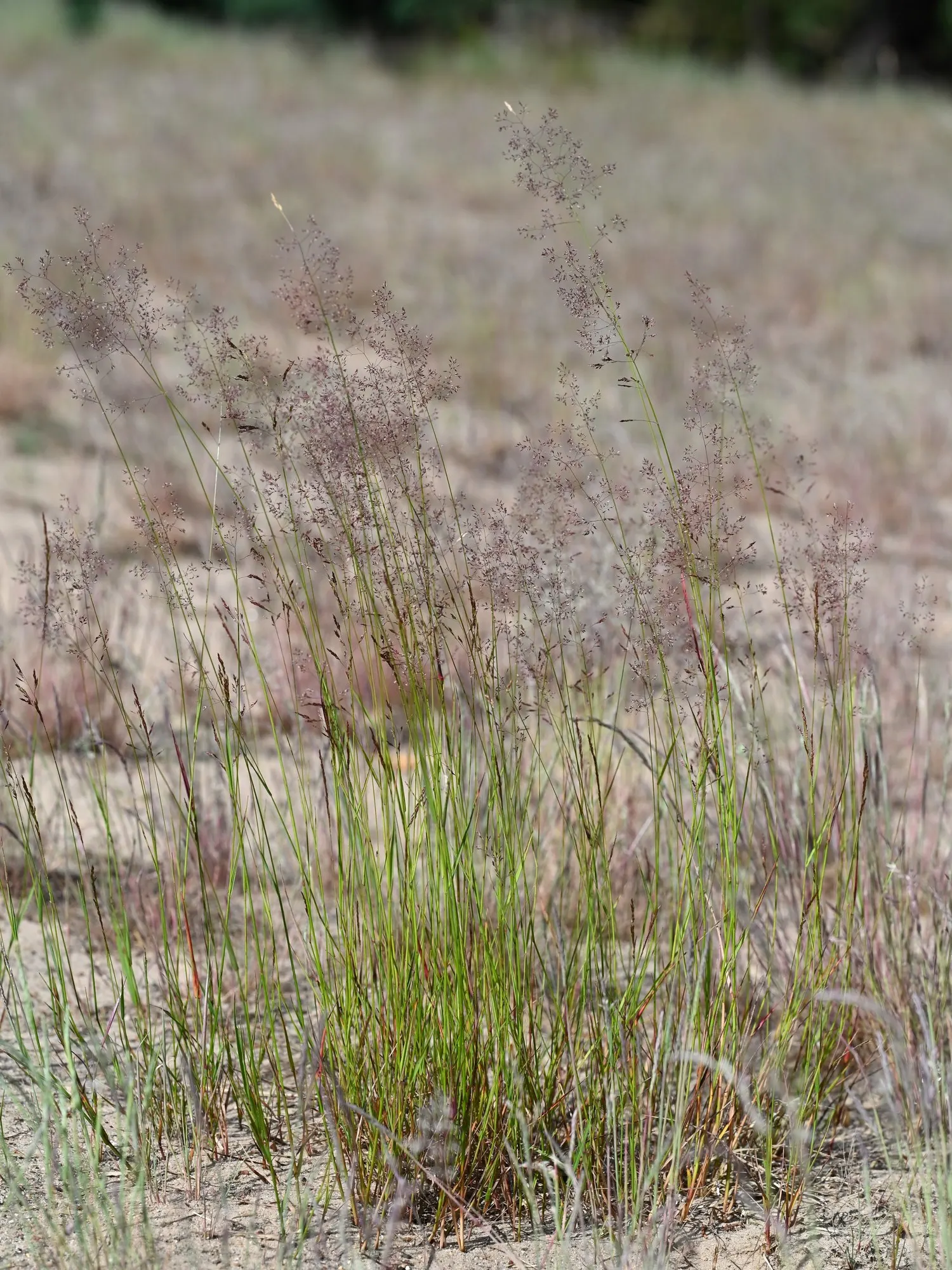 Native Mow Free Sod (Agrostis hybrid) — displaying a fine texture and a deep; verdant hue that can enhance the aesthetic appeal of the garden design