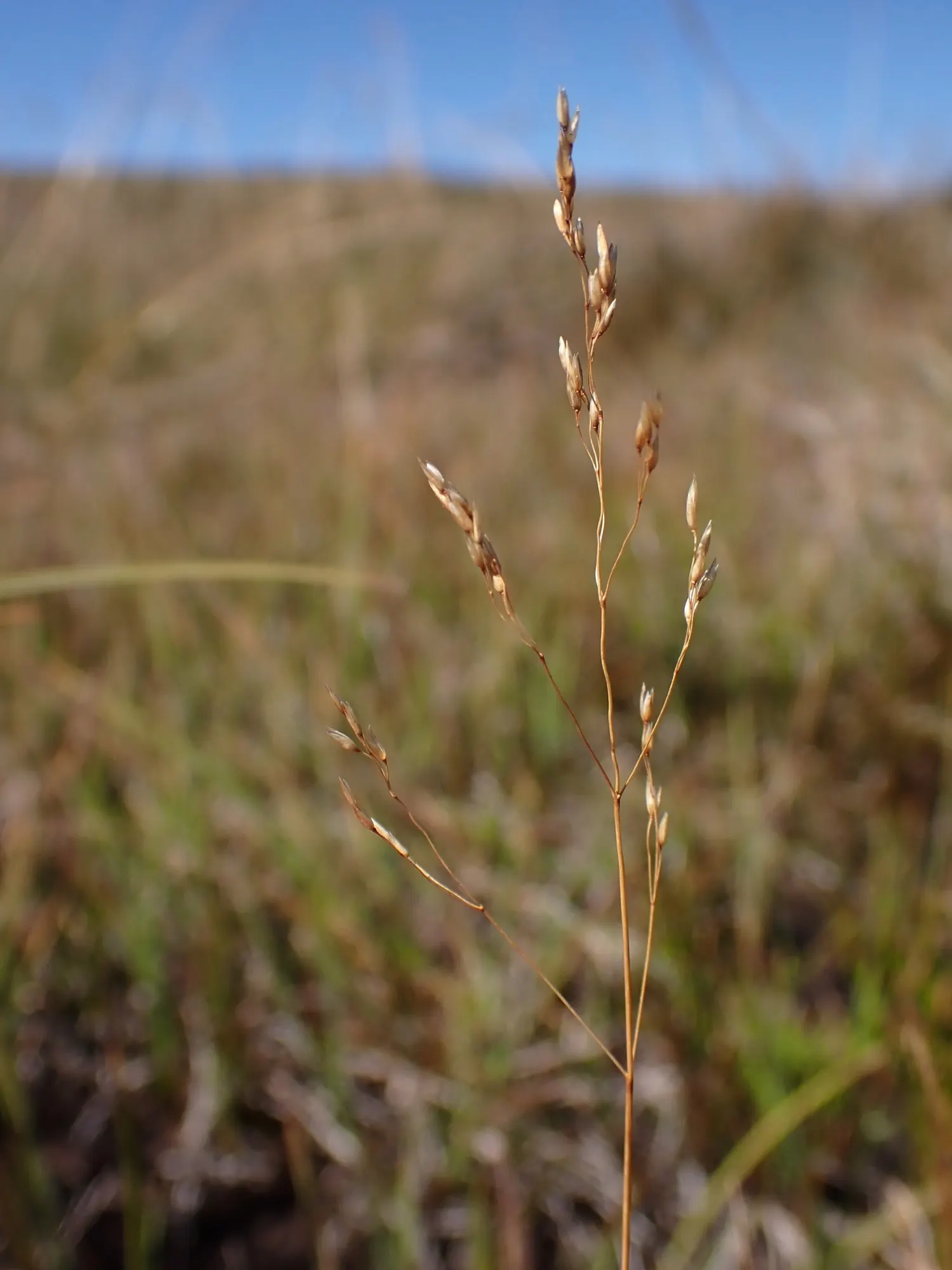Native Mow Free Sod (Agrostis hybrid) — Native Mow Free‚Ñ¢ Sod, composed of fine fescues, offers a sustainable, low-maintenance turf alternative; reducing the