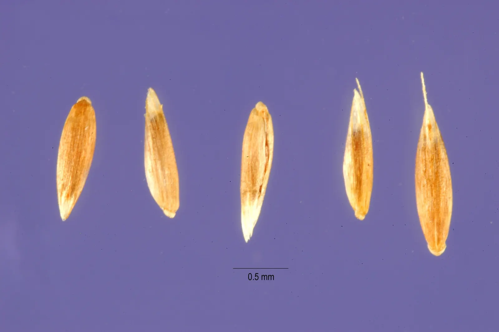 Native Mow Free Sod (Agrostis hybrid) — a proprietary blend of fine fescues; adapted to thrive in partial shade to full sun, it requires minimal mowing