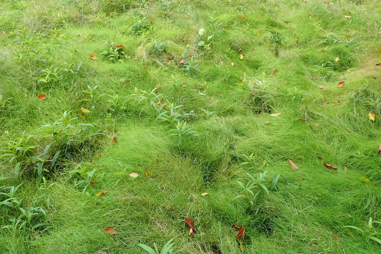 Native Mow Free Sod (Agrostis hybrid) — rich green blades create a dense; the deep rooting system also makes Native Mow Free&trade; highly resistant to foot
