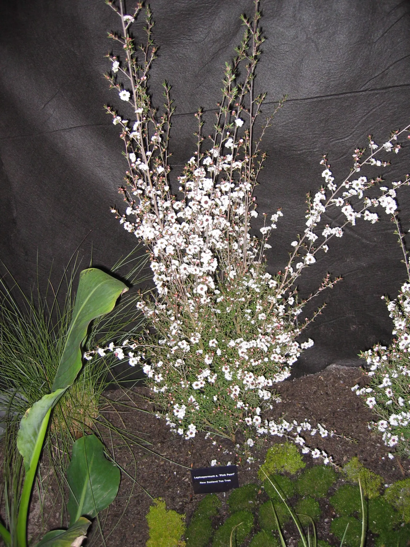 Pink Pearl Manuka Tea Tree (Leptospermum Scoparium 'Pink Pearl') — commonly known as the Pink Pearl Manuka Tea Tree