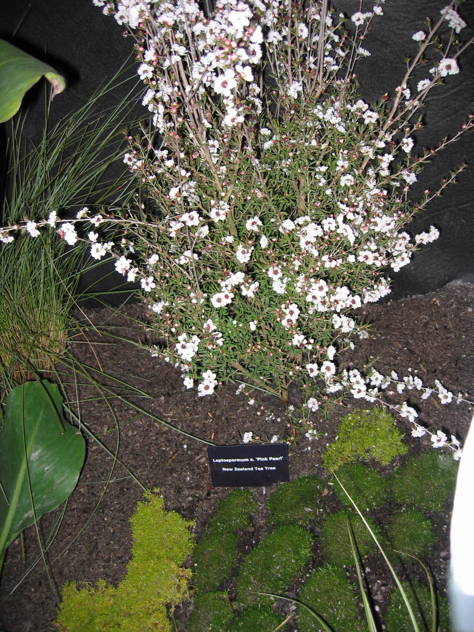 Pink Pearl Manuka Tea Tree (Leptospermum Scoparium 'Pink Pearl') — is a compact evergreen shrub