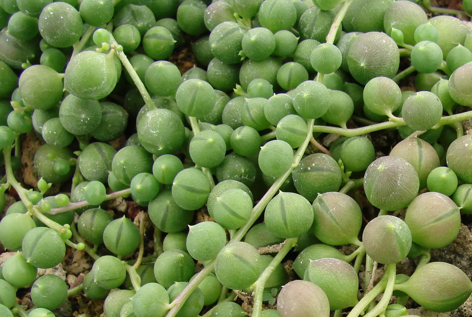 String Of Pearls (Senecio Rowleyanus) — approximately 0.25 inches in diameter