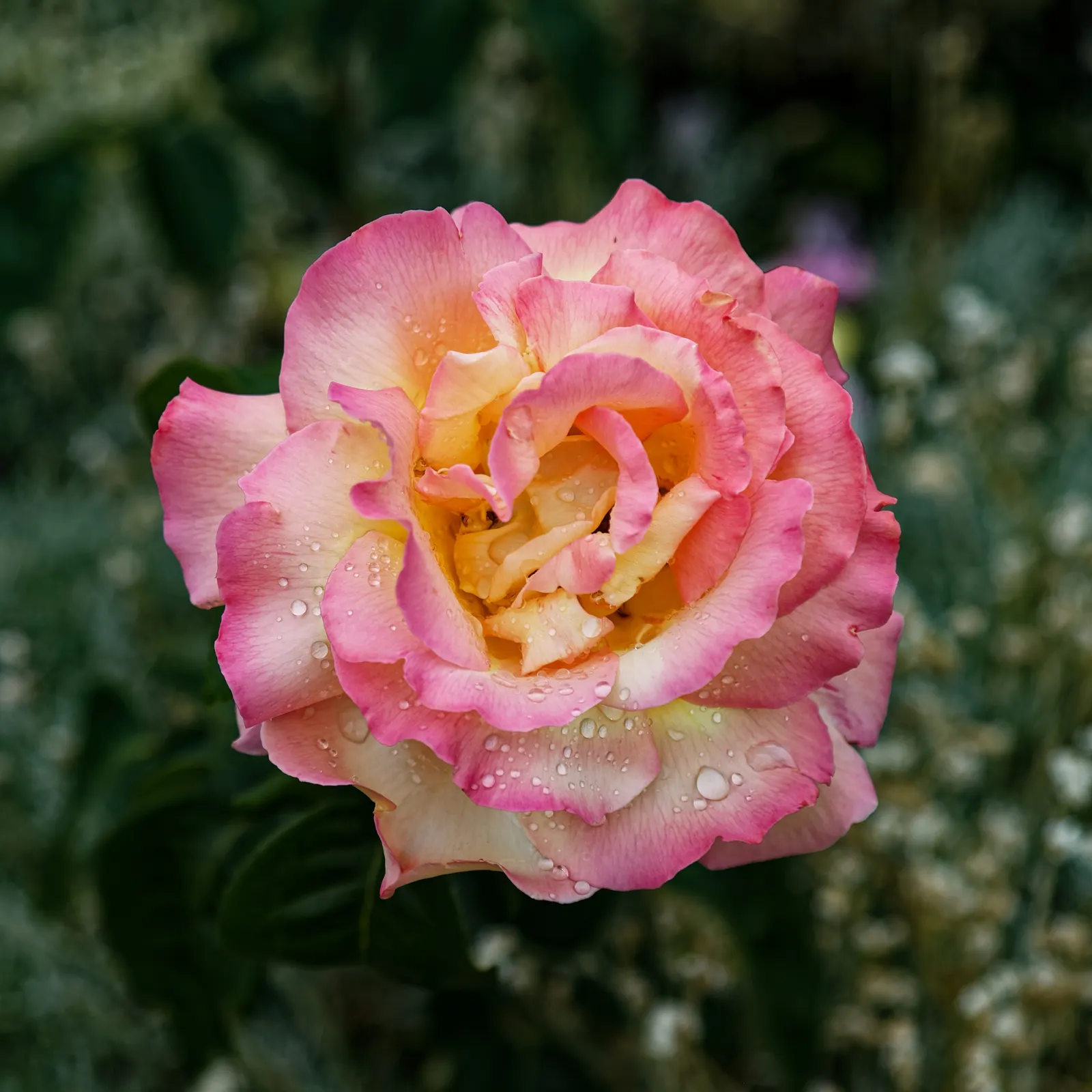 White Meilland Varieties Rose (Rosa X Meilland White) — a Meilland Floribunda Rose