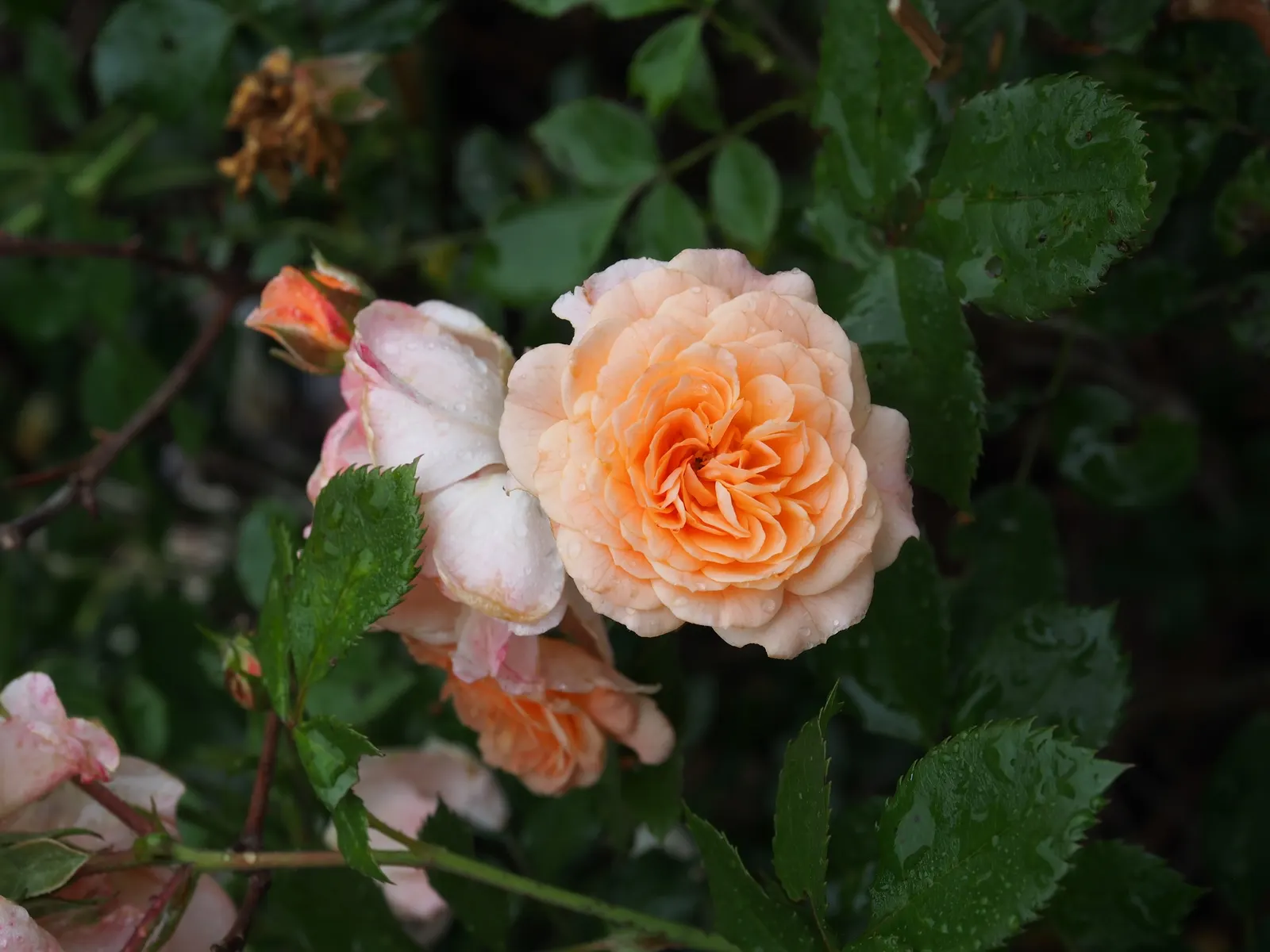 White Meilland Varieties Rose (Rosa X Meilland White) — is prized for its profuse blooms of pristine white